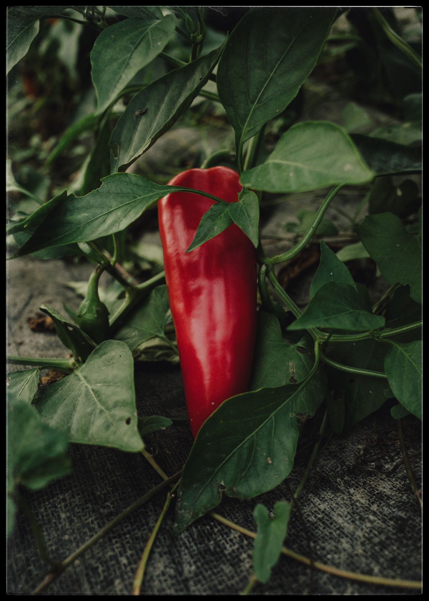 A vibrant red pepper growing on a lush green plant in a garden setting.