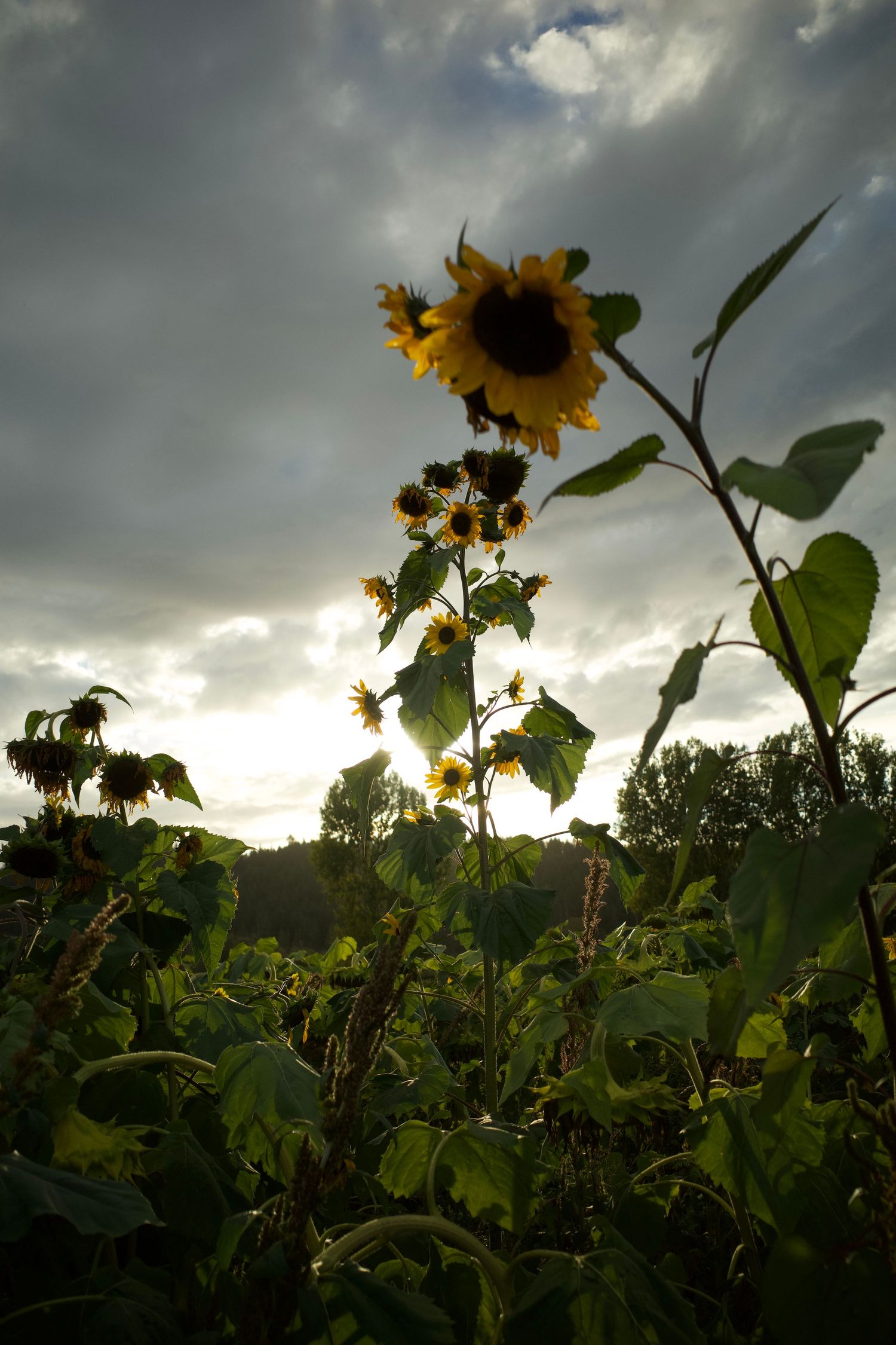 Tall sunflowers silhouetted against a dramatic cloudy sky at sunset in a lush green field.