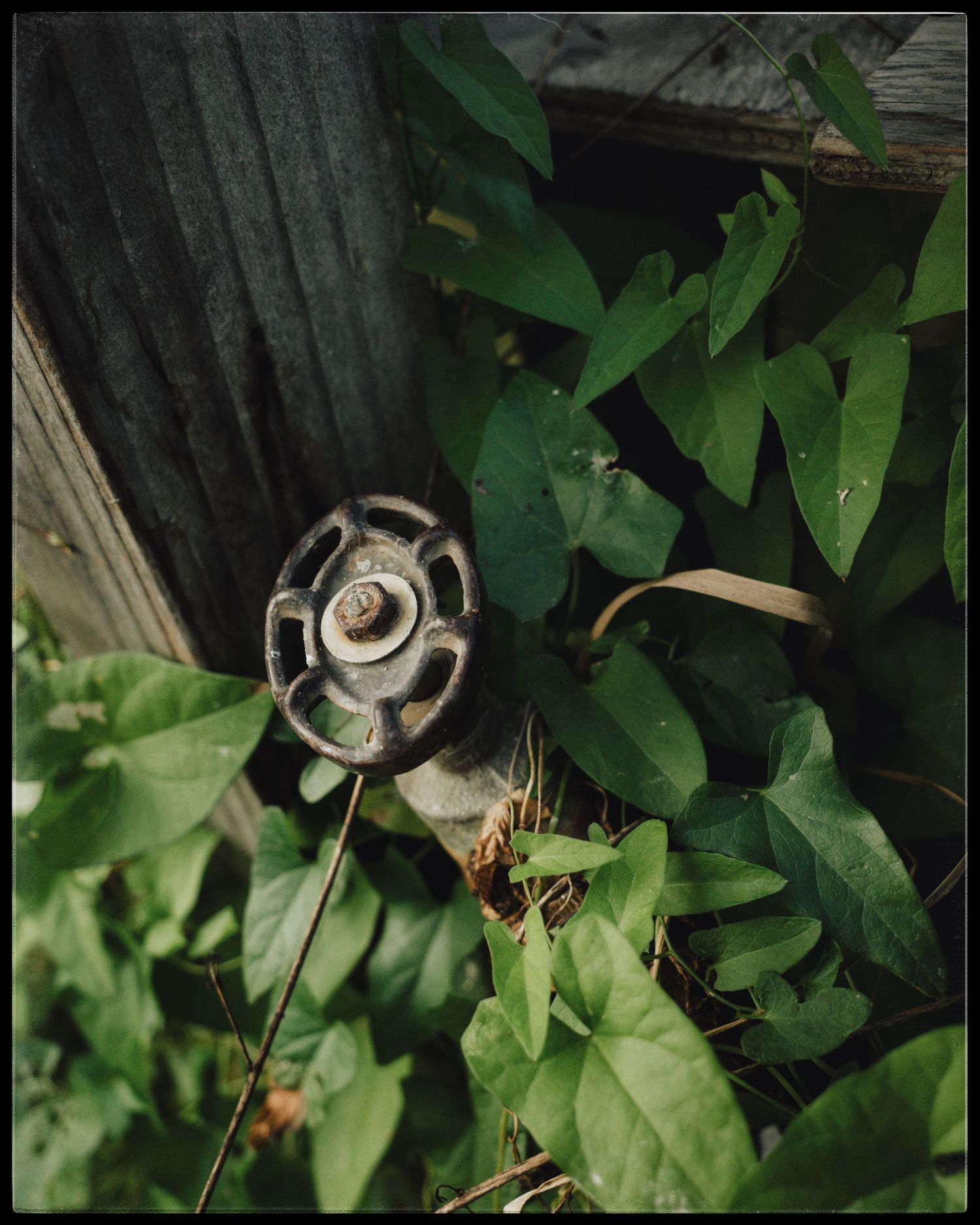 An old rusty water spigot valve surrounded by lush green leaves and vines near a weathered wooden structure.