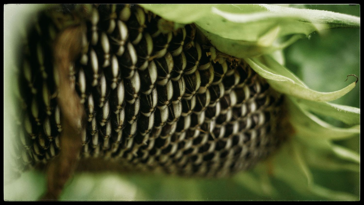Close-up macro shot of a sunflower seed head showing intricate spiral pattern of dark seeds with green petals.