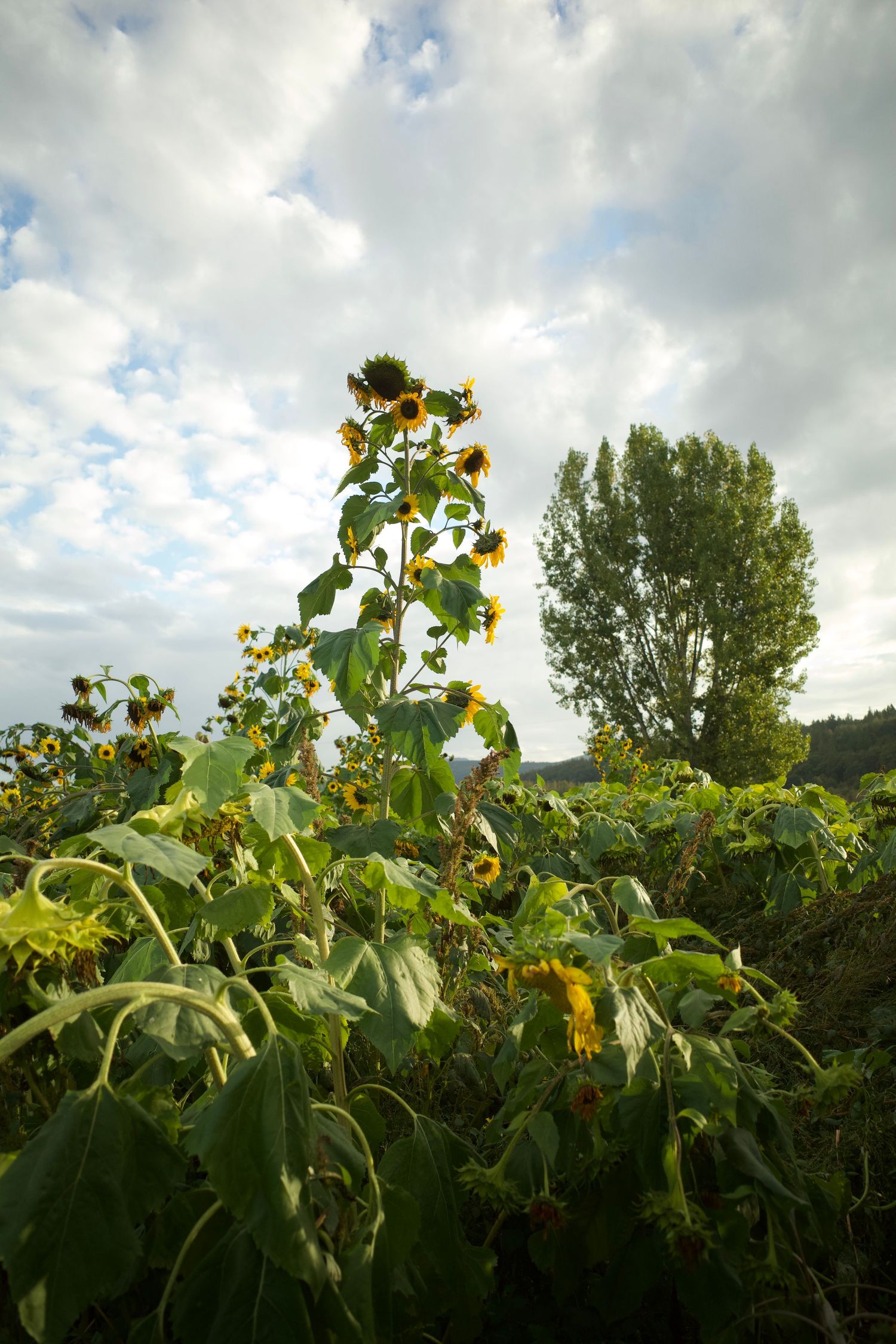 Field of sunflowers with tall stems and yellow blooms under a cloudy sky, with green trees in the background.