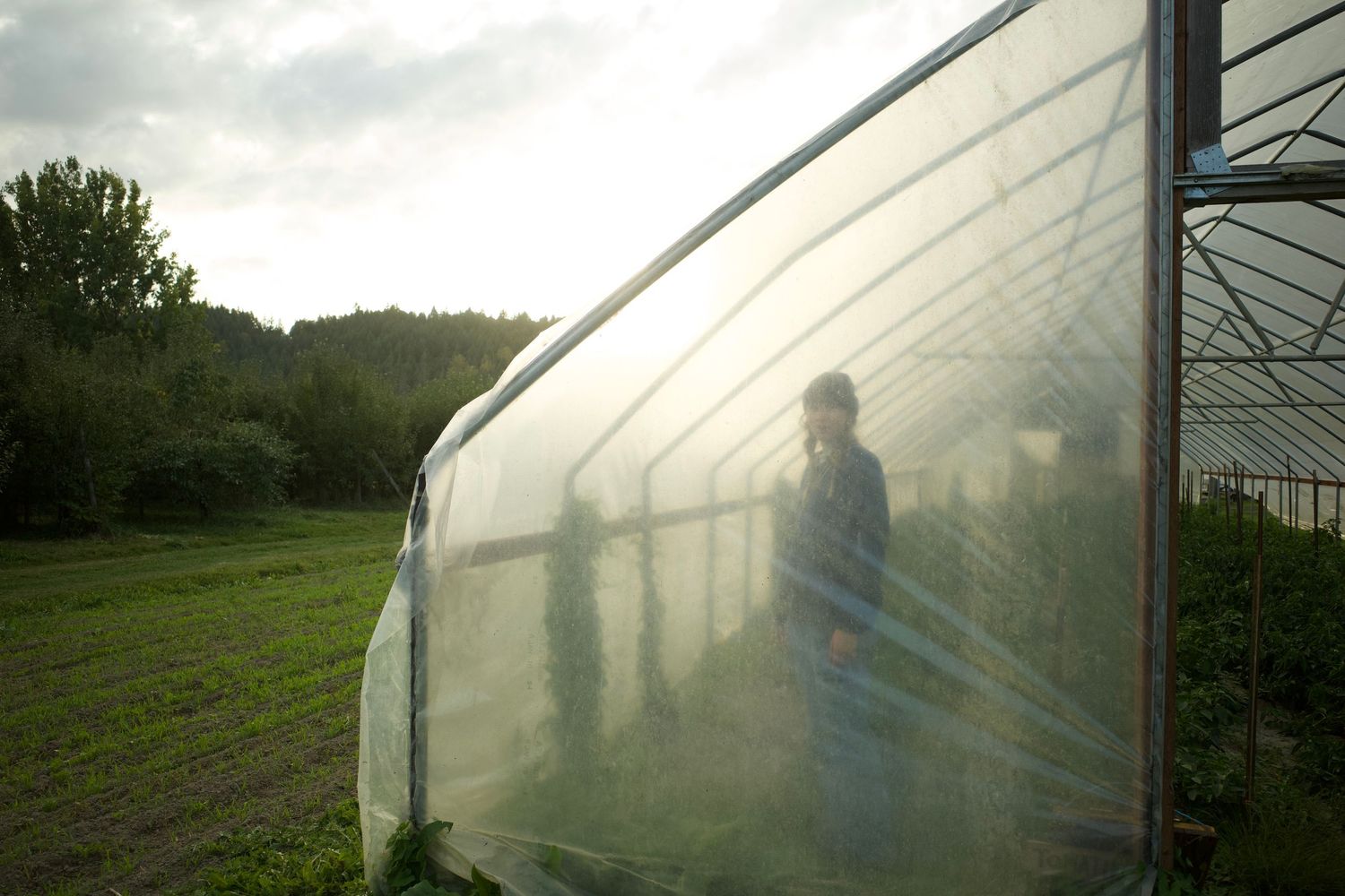Person visible through translucent plastic greenhouse tunnel on a farm with green fields and trees in background.