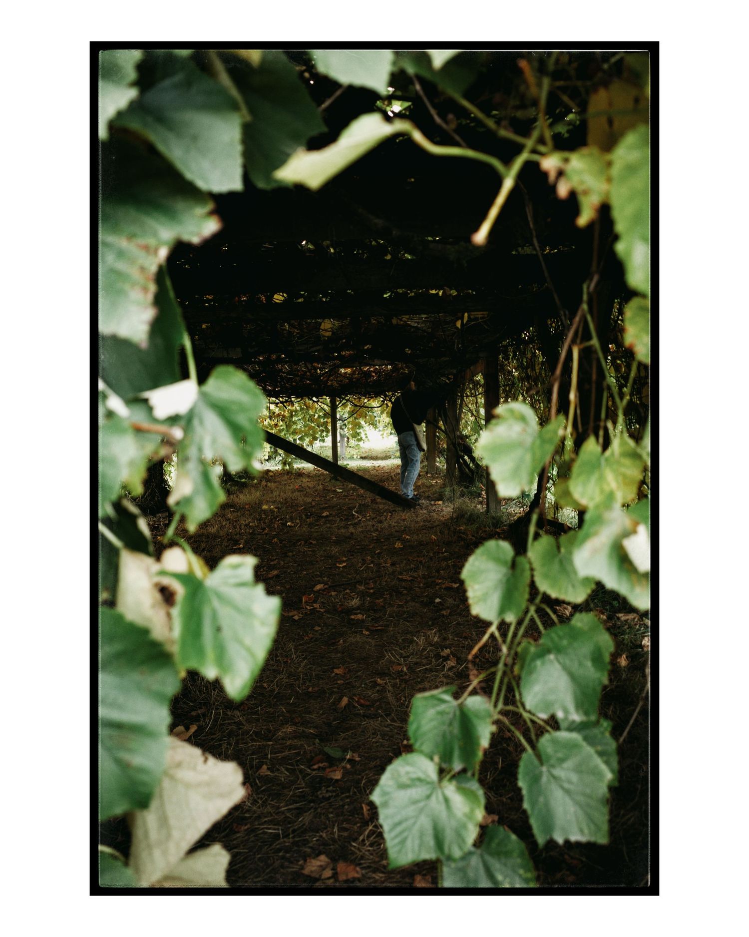 A shaded garden path framed by lush green ivy leaves leading to a rustic pergola structure.