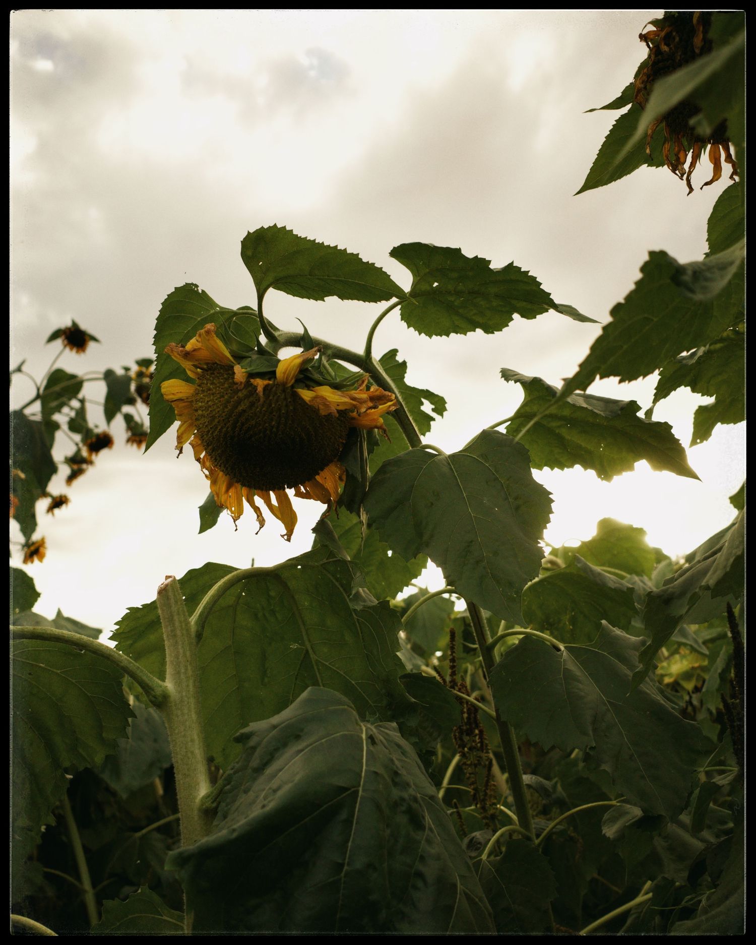 A wilting sunflower droops among lush green leaves under an overcast sky in a sunflower field.