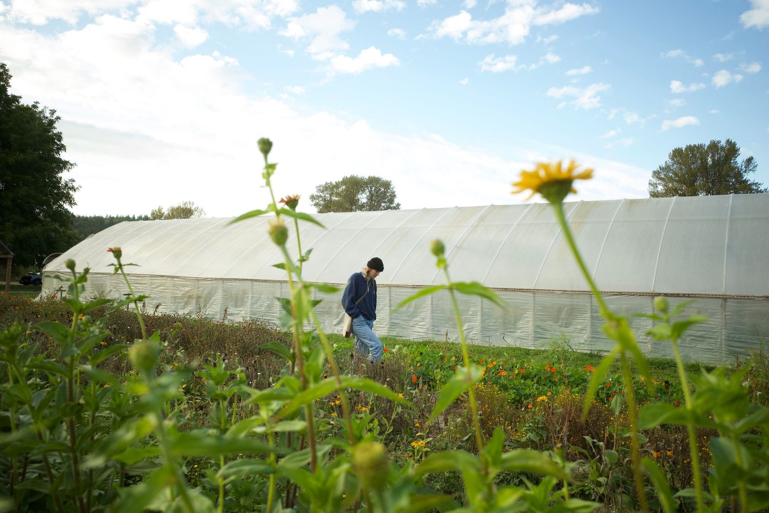 Person walking beside a large greenhouse tunnel surrounded by sunflowers and lush crops on a sunny farm day.