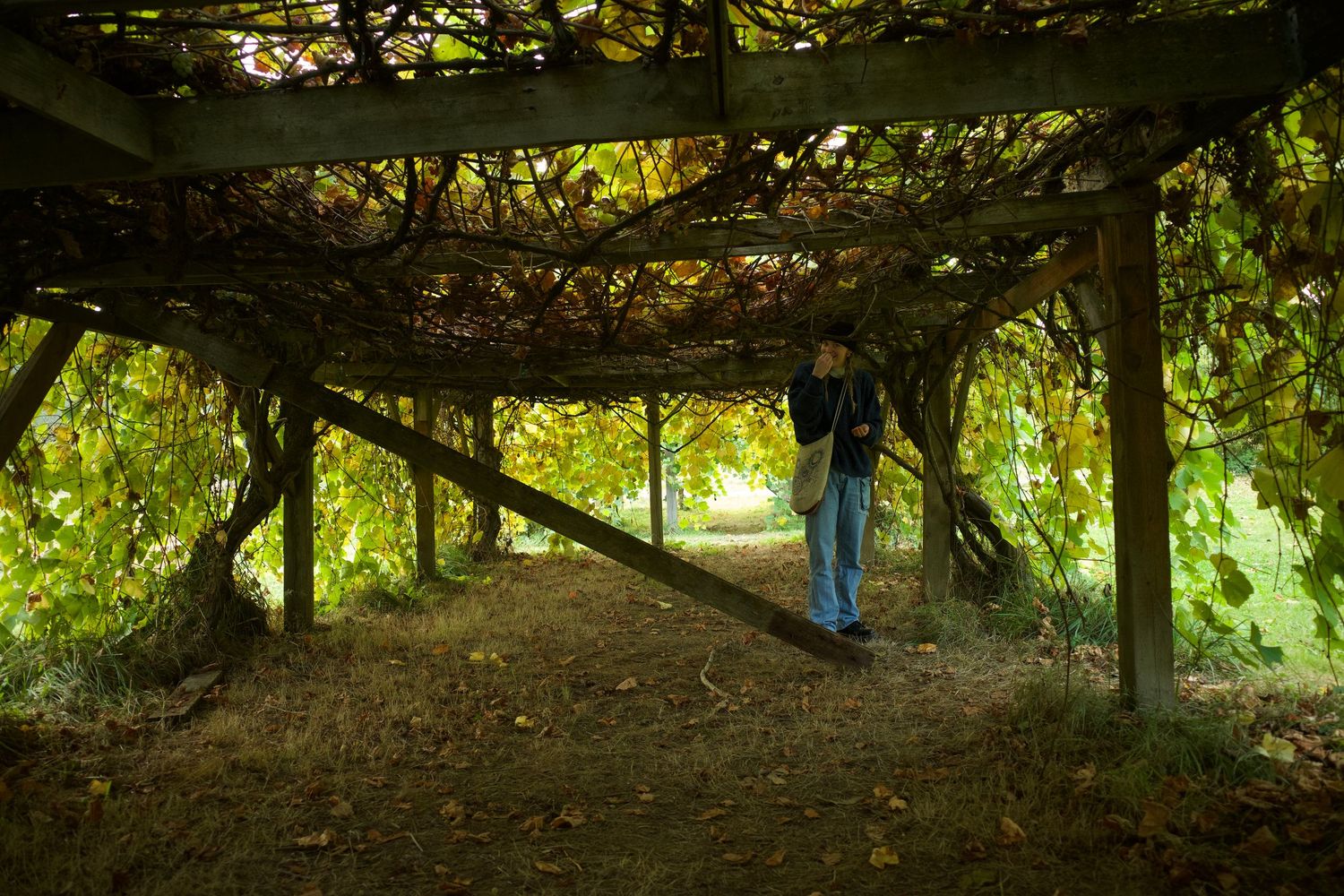 Person standing under a rustic vine-covered pergola surrounded by lush green foliage in a garden setting.