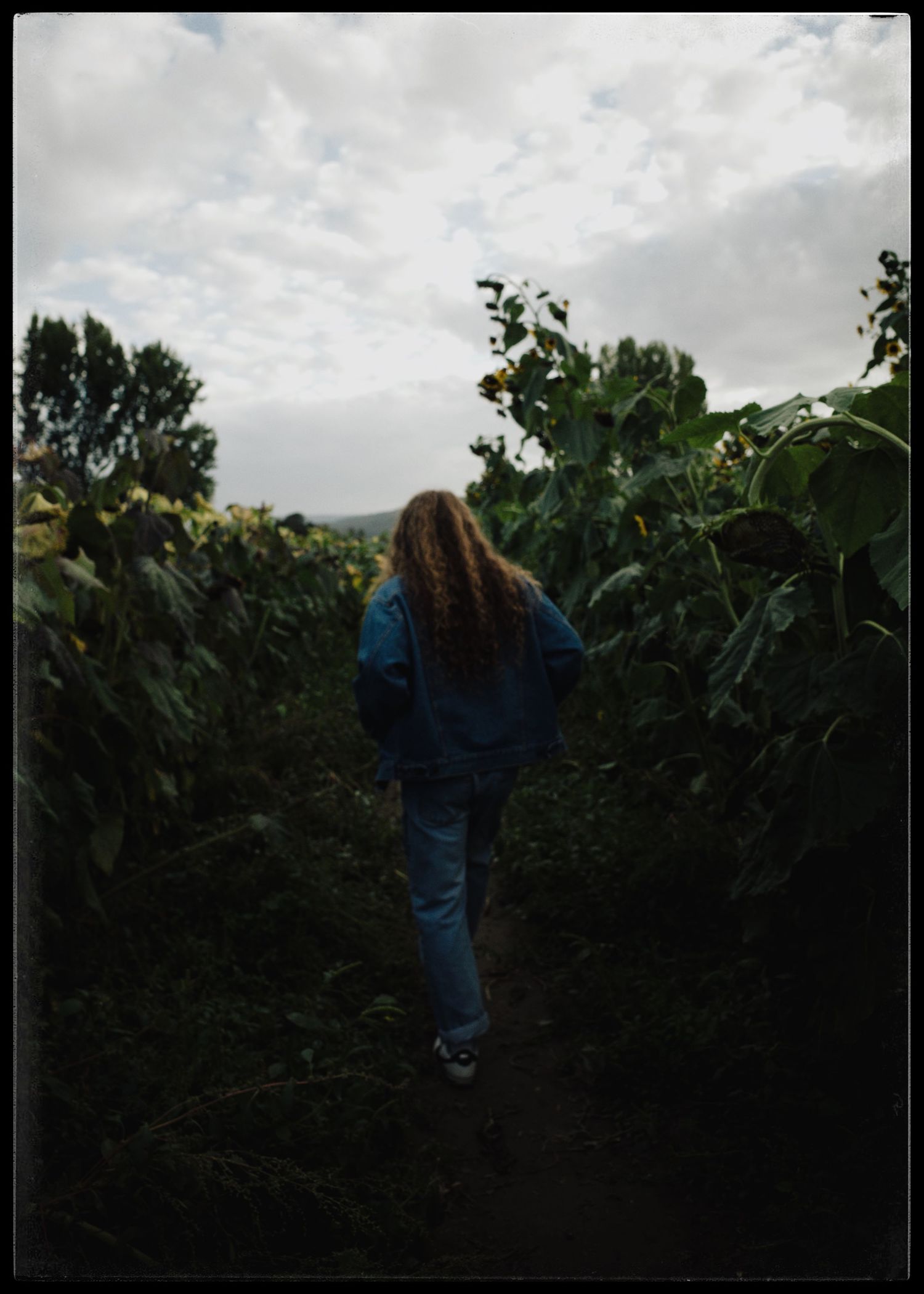 A girl with long hair walks through a sunflower field path wearing a denim jacket and jeans on a cloudy day.