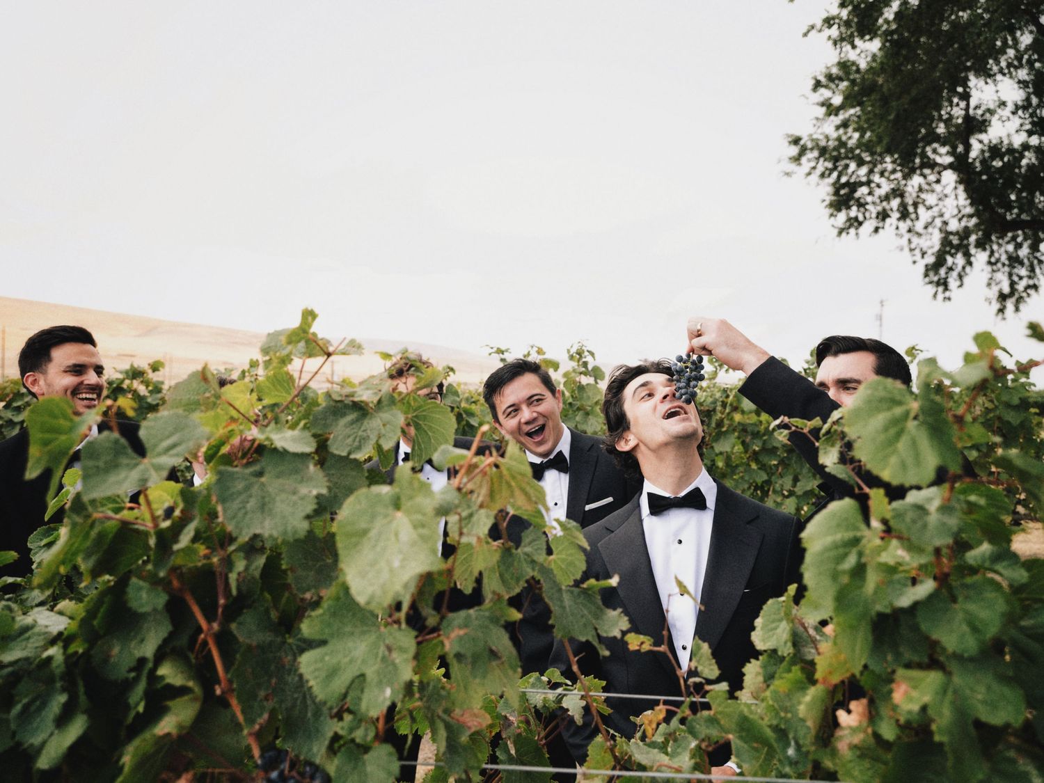 Groom and groomsmen in tuxedos laughing among vineyard grapevines at an outdoor wedding celebration.