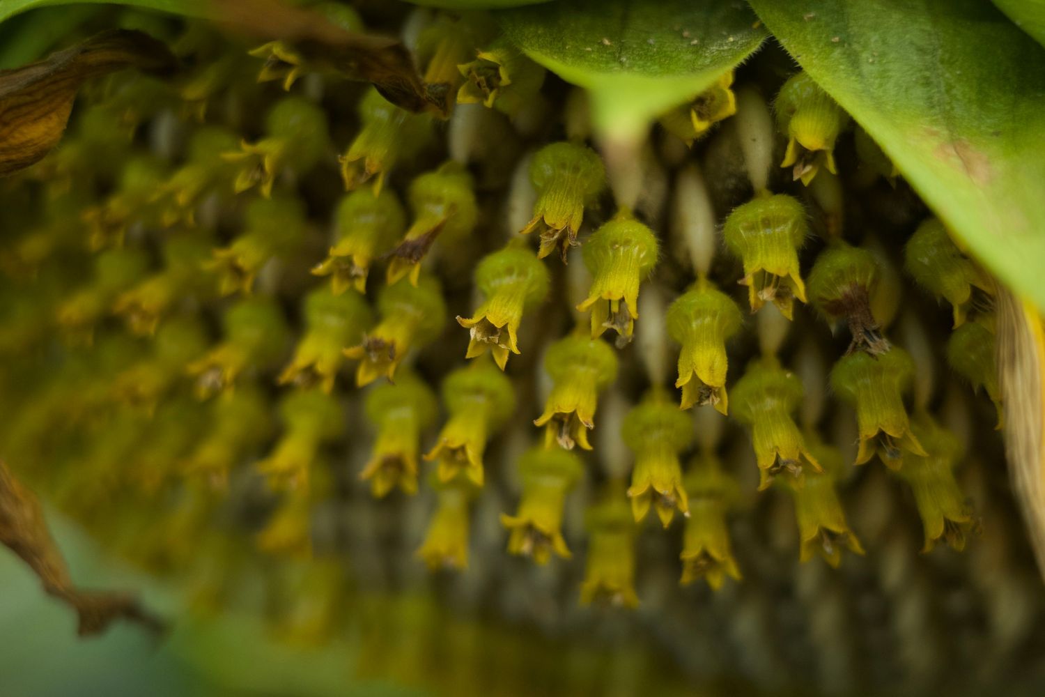 Close-up macro photo of green sunflower disc florets in full bloom, showing intricate tubular flower details.