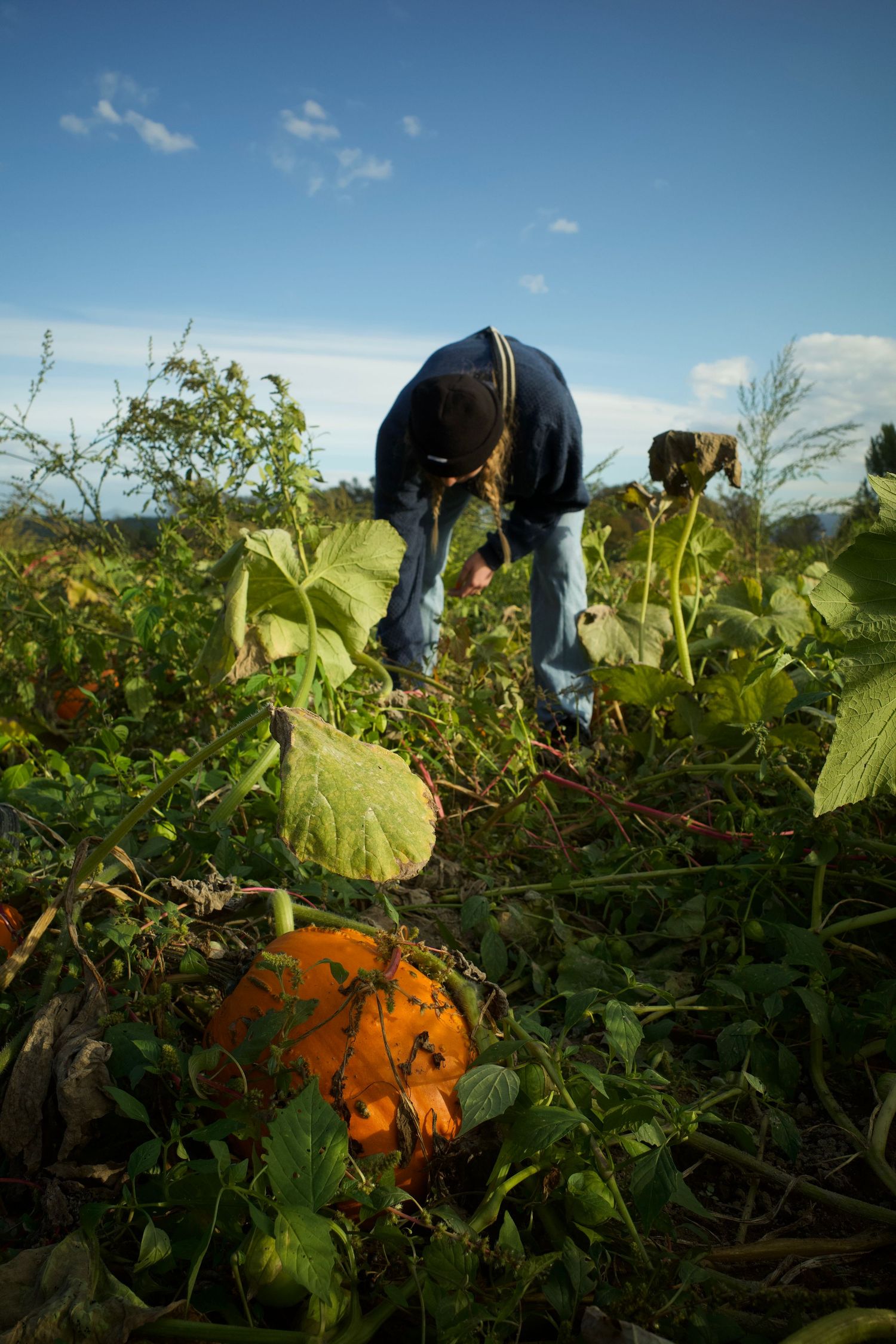 Farmer bending over to harvest ripe orange pumpkins in a lush green pumpkin patch under a blue sky.
