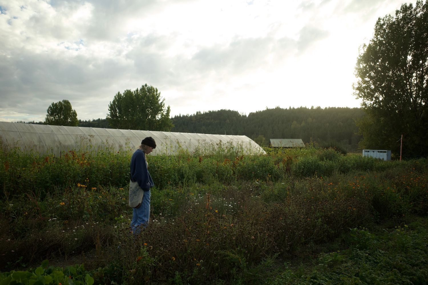 Person walking through lush farm fields with greenhouse and trees in background at dusk.