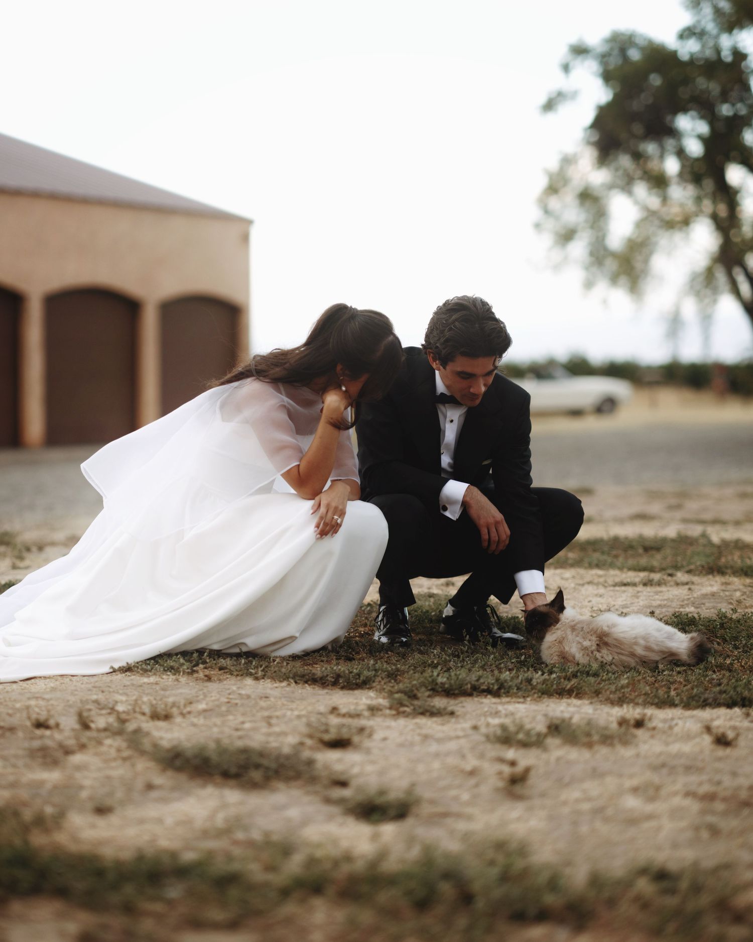 A bride in a white gown and groom in a black tuxedo crouch together petting a small animal on a rustic farm.