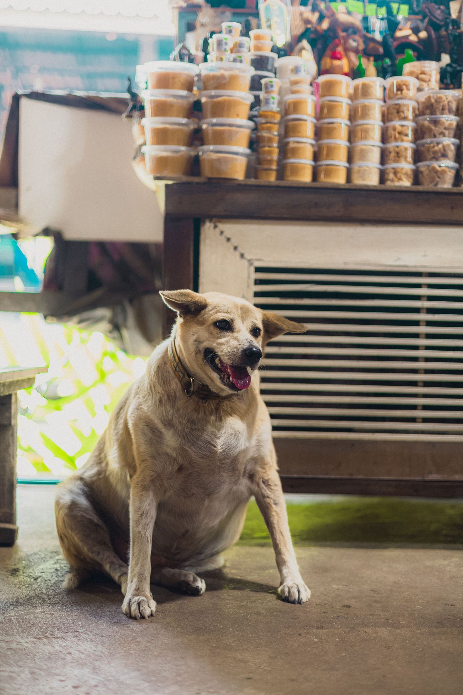 A happy tan dog sits on a concrete floor in front of a market stall displaying rows of packaged food containers.