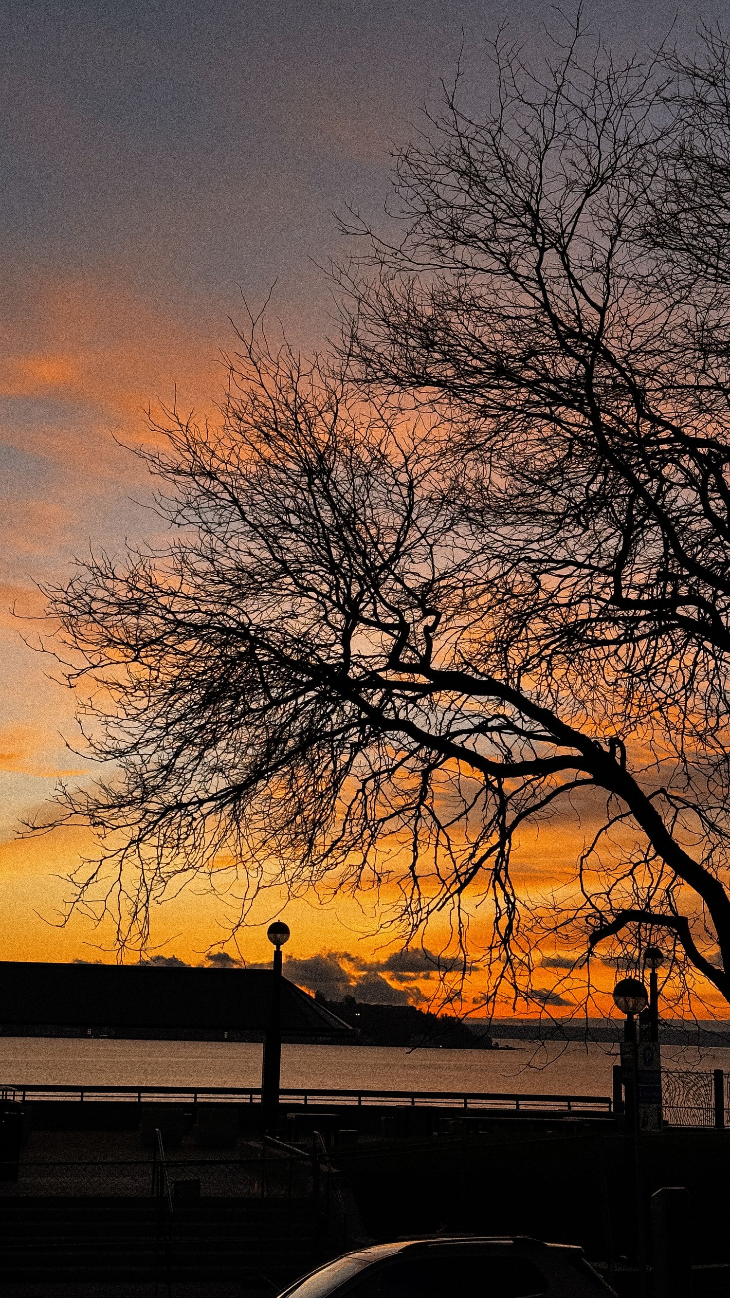 Dramatic sunset silhouettes bare tree branches against an orange sky.