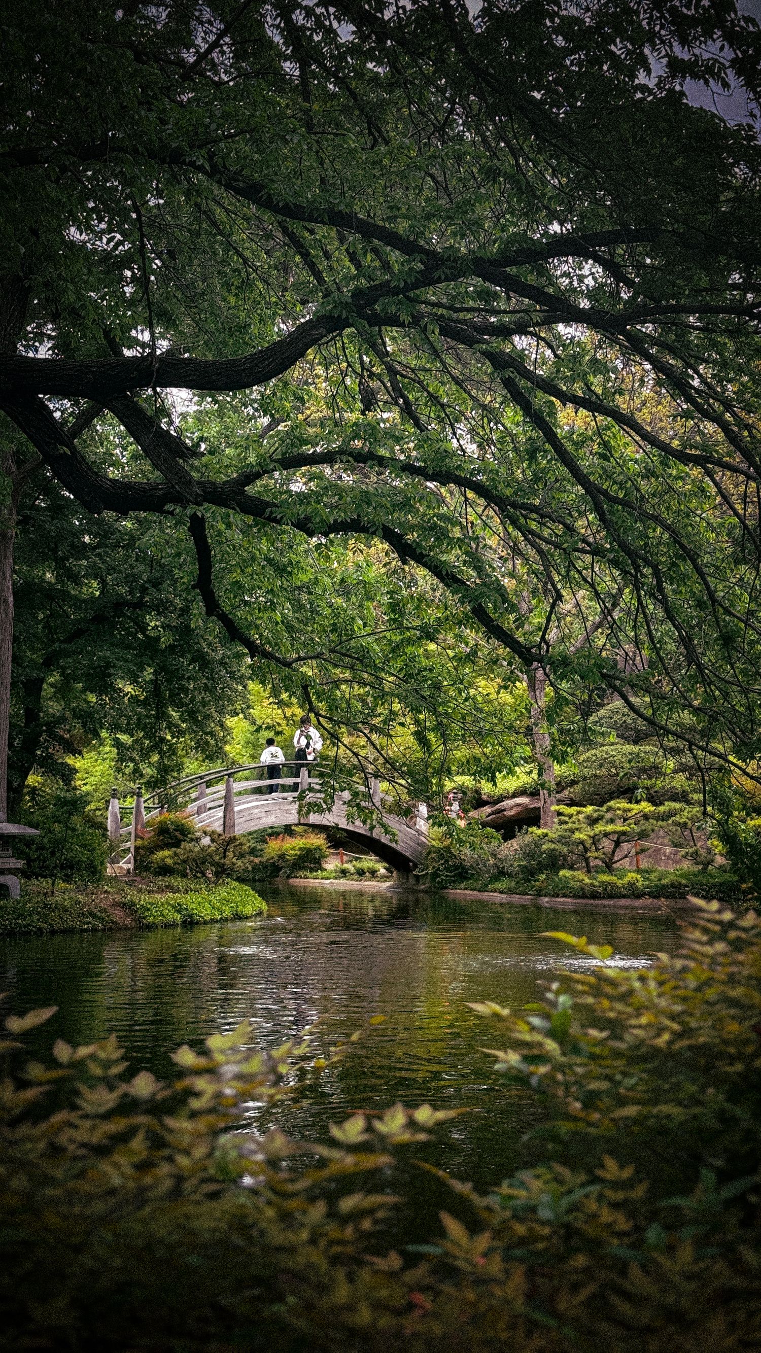 Serene pond view through overhanging tree branches in a tranquil garden setting.