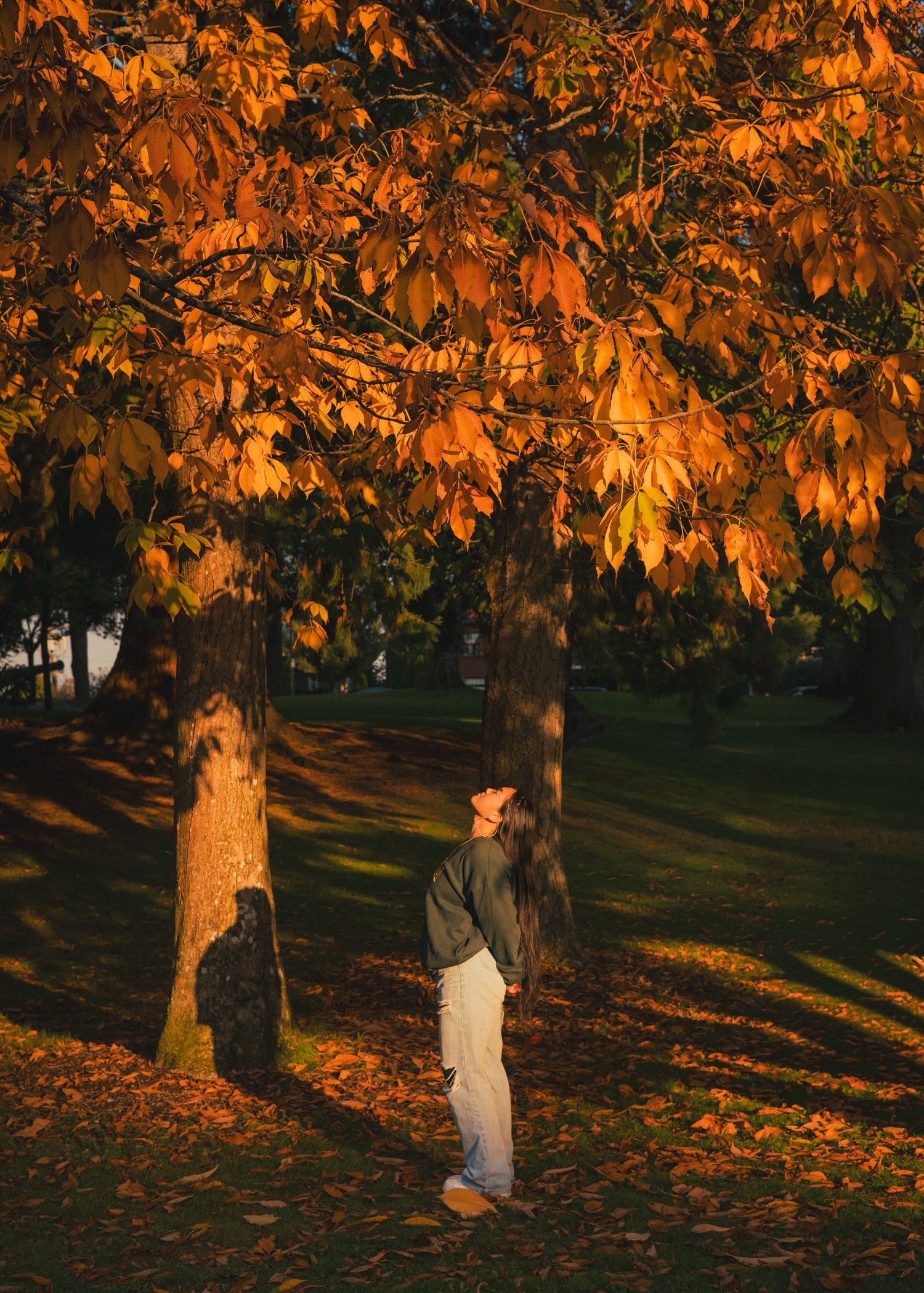 Golden autumn trees with sunlight filtering through orange leaves in park setting.