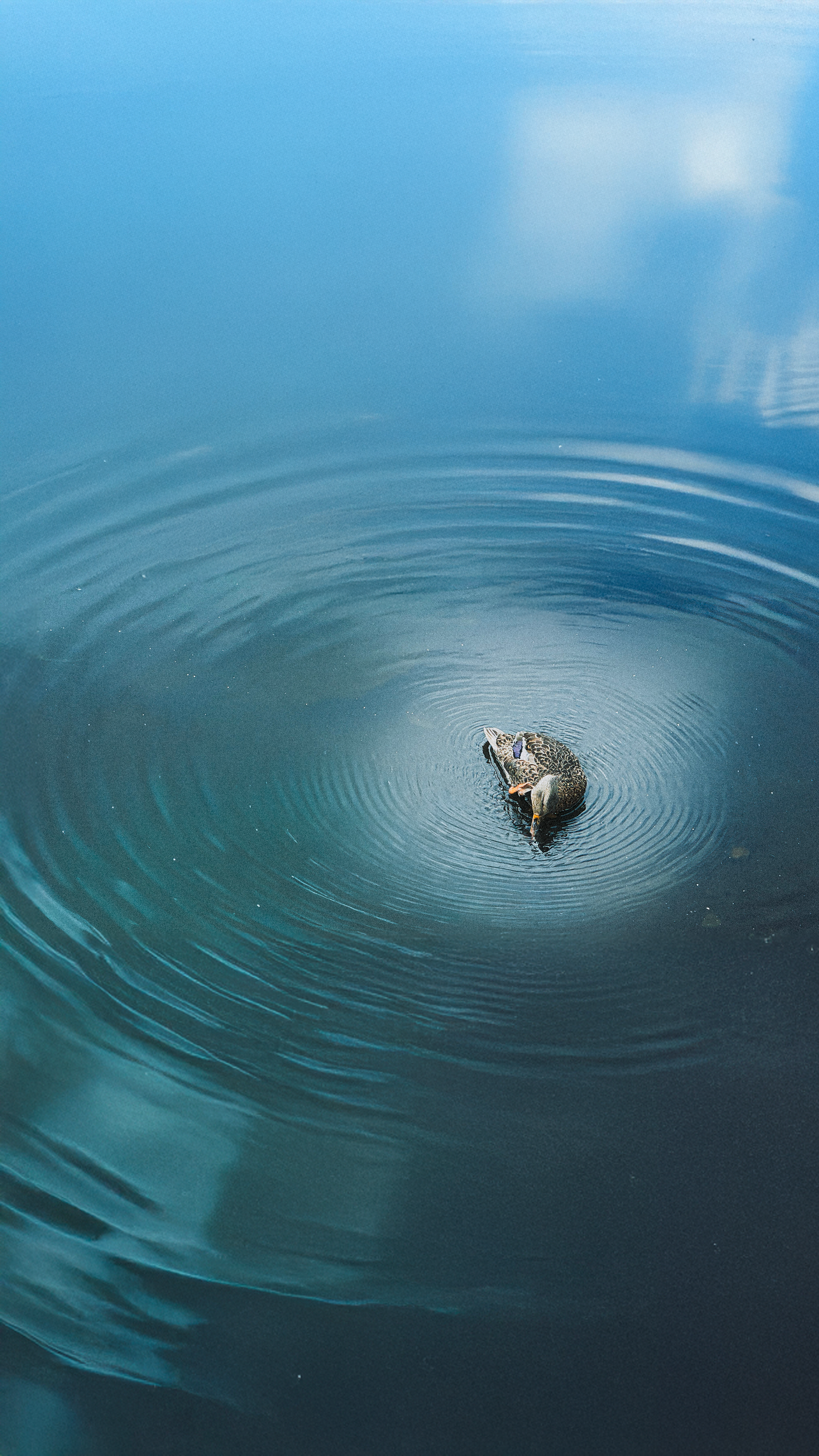 A lone duck creates concentric ripples on calm blue water.
