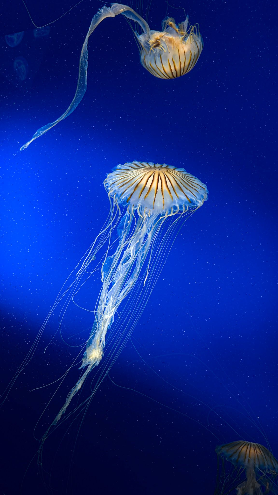 Luminescent jellyfish float gracefully against a deep blue background.