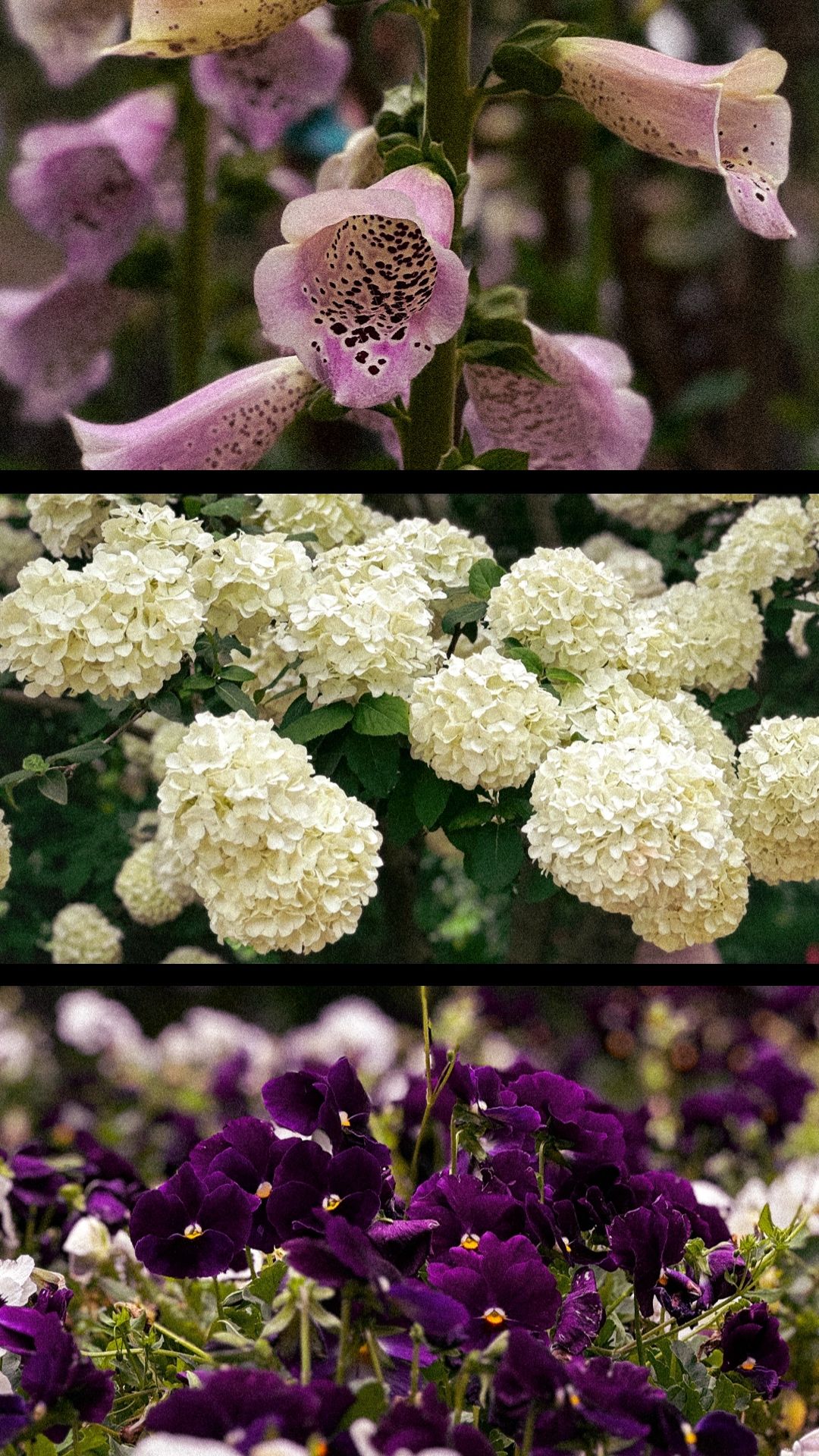 Beautiful garden flowers featuring pink foxgloves, white hydrangeas, and deep purple pansies.