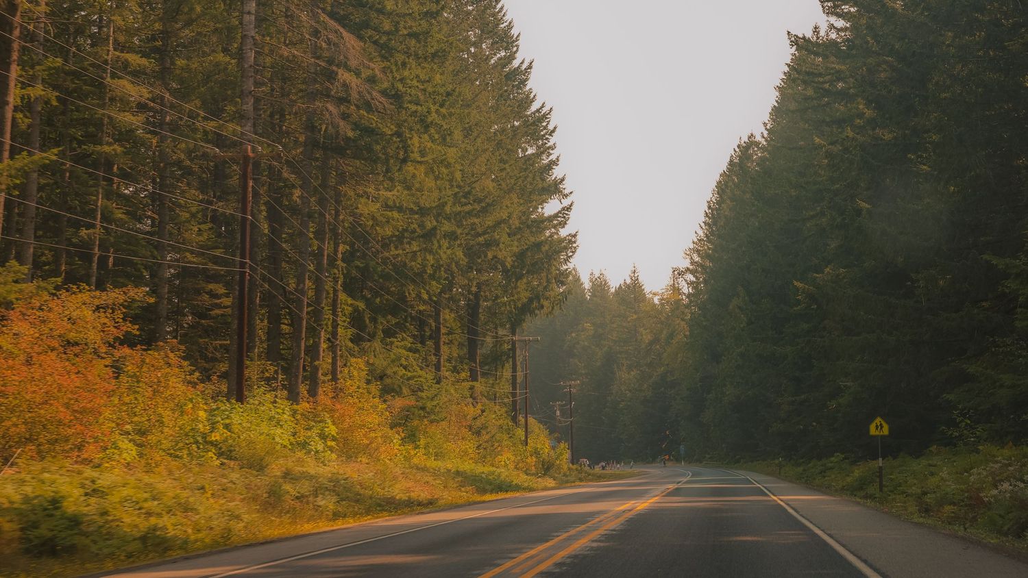 Autumn colors line a misty forest road through evergreen trees.