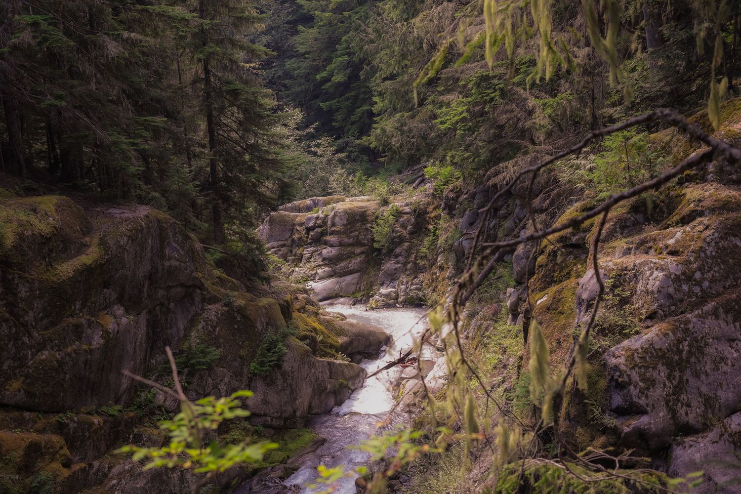 A rushing mountain stream flows through a rocky forest ravine.