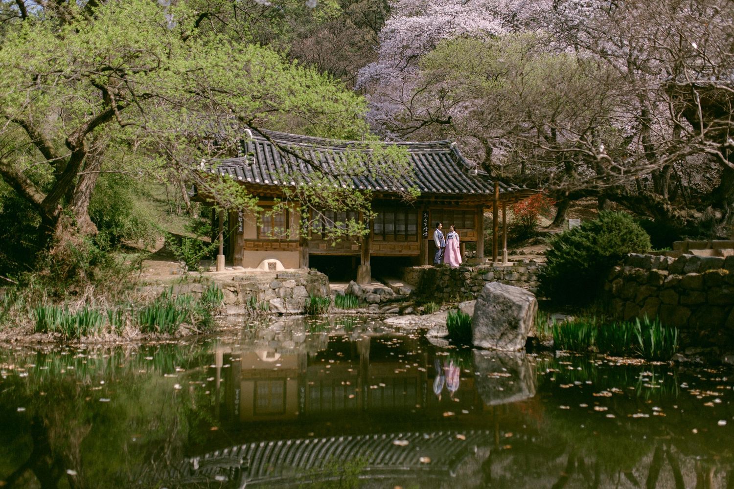 Couple wearing traditional Korean hanbok standing near pond with cherry blossoms and pavilion in Seoul, South Korea