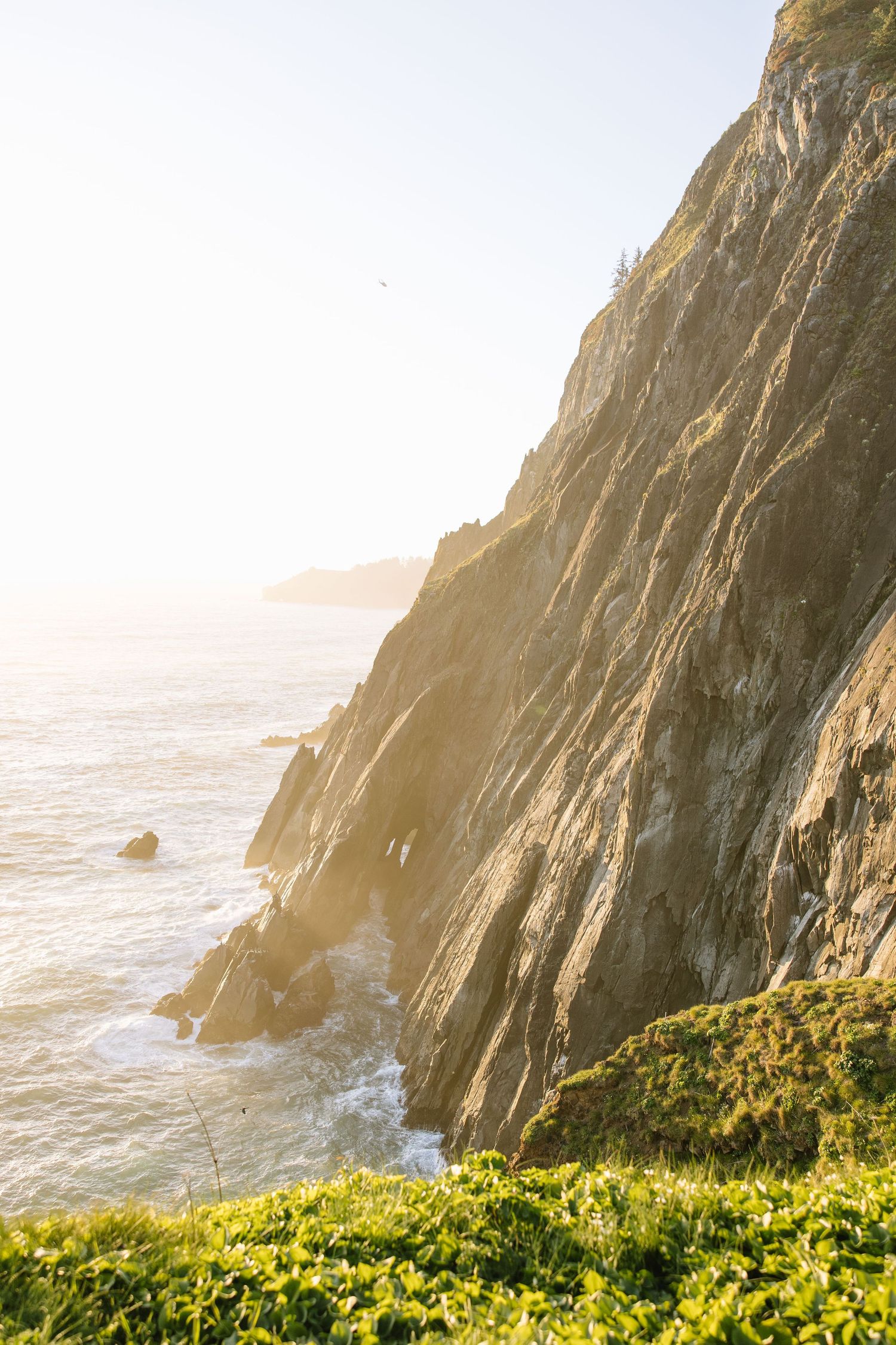 Dramatic coastal cliffs at sunset with golden light illuminating yellow wildflowers in the foreground.