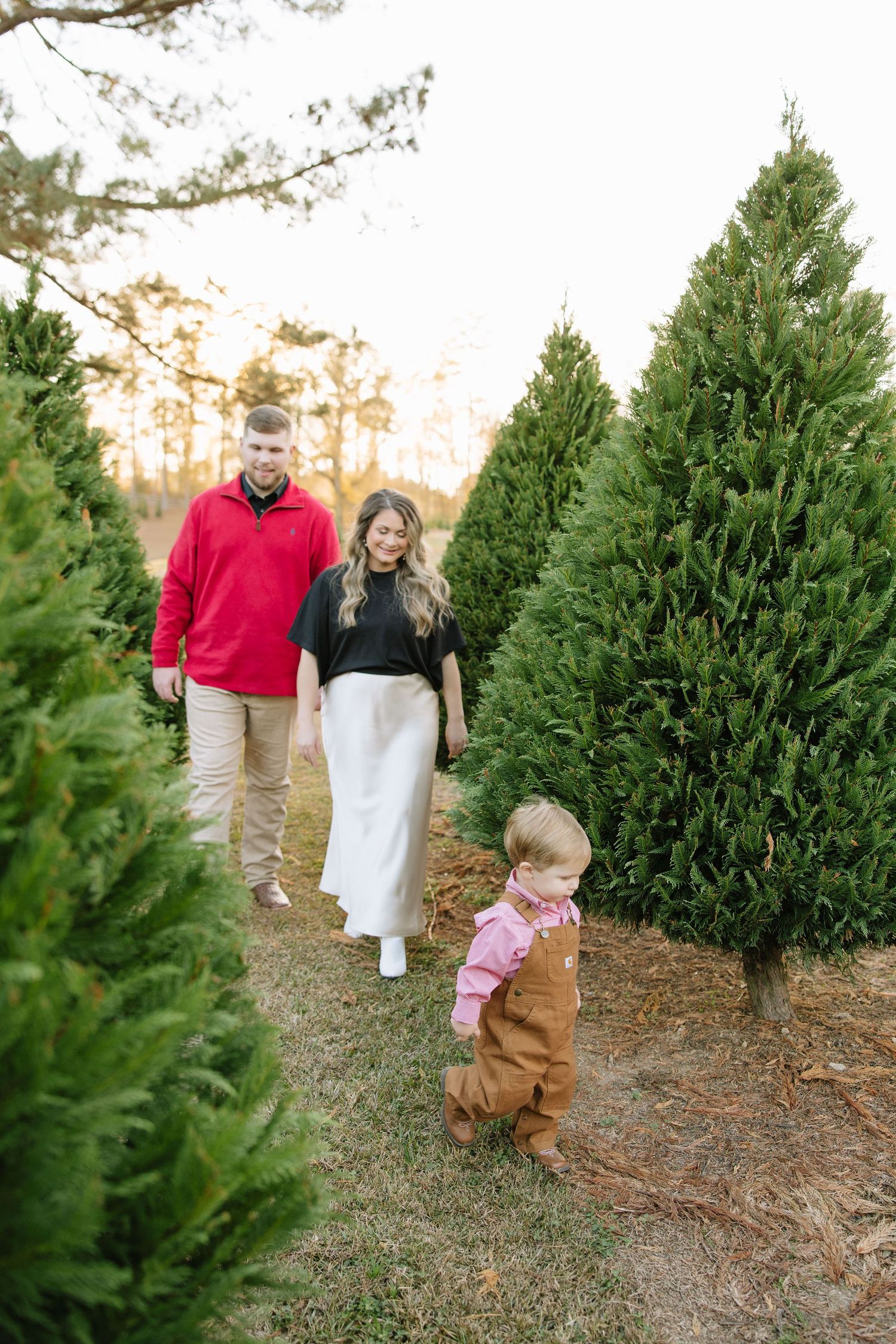 Young family strolling between rows of green Christmas trees at a tree farm during golden hour sunset.