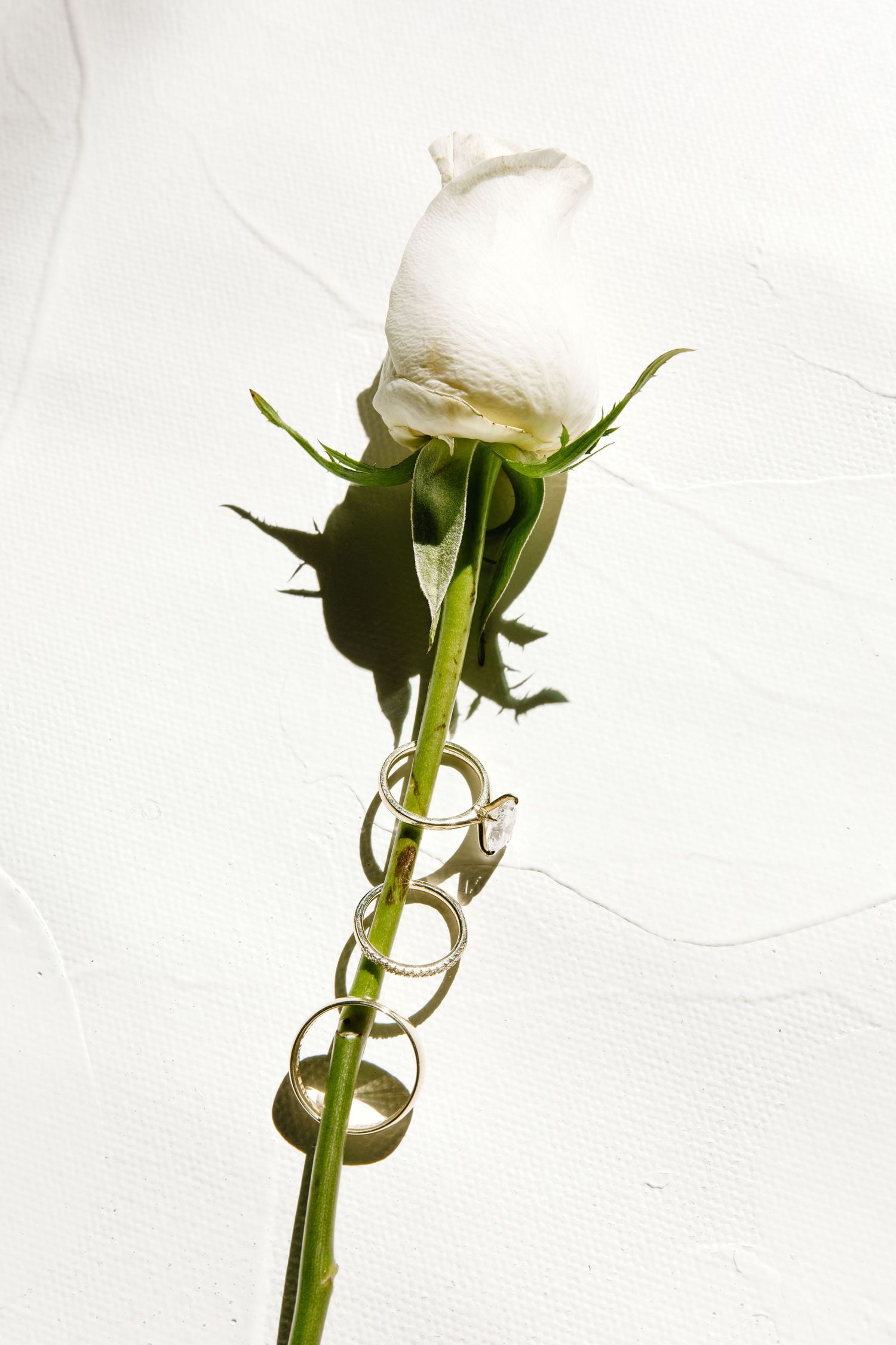 A single white rose with wedding rings threaded on its thorny stem against white background.