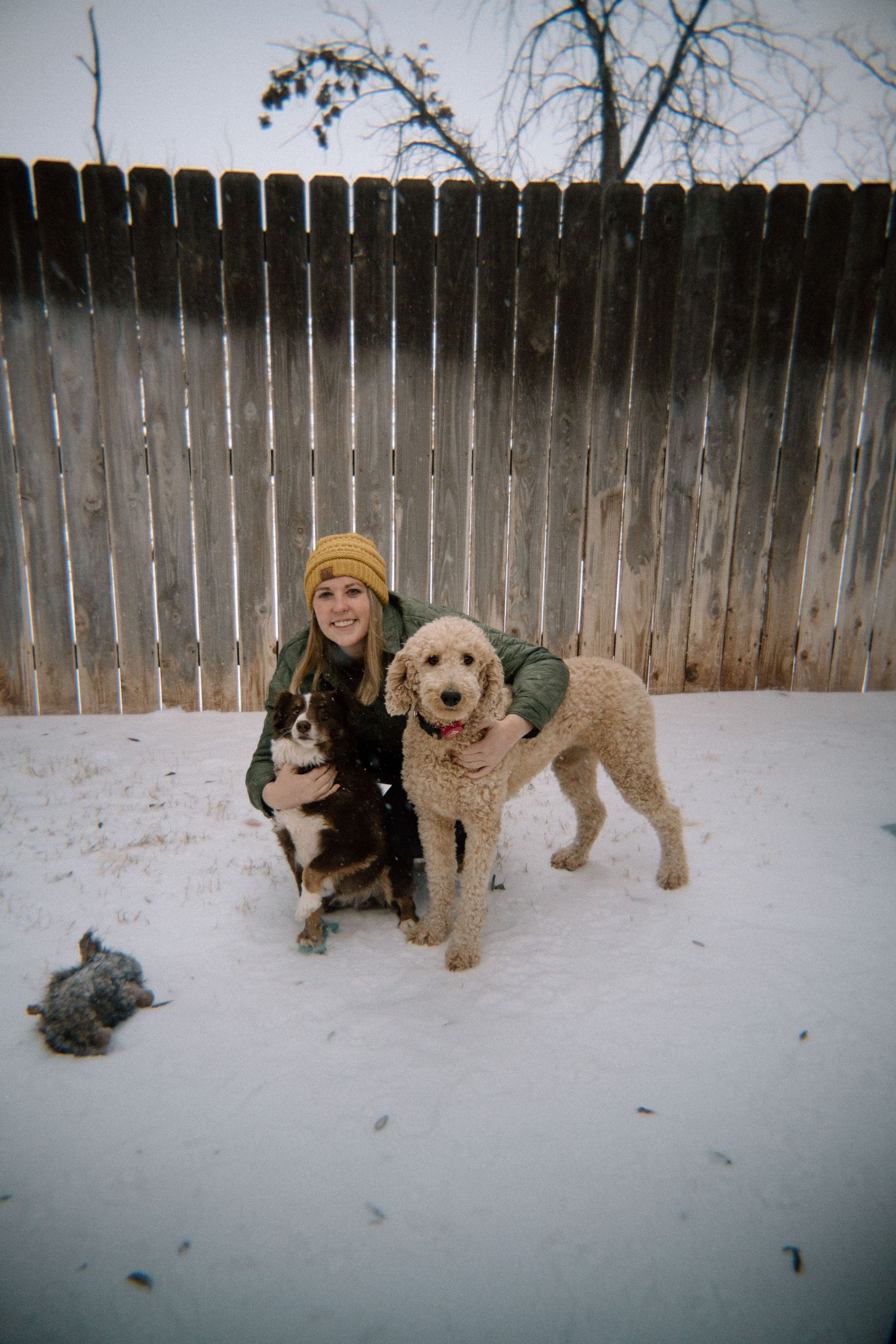 Rachel's dogs