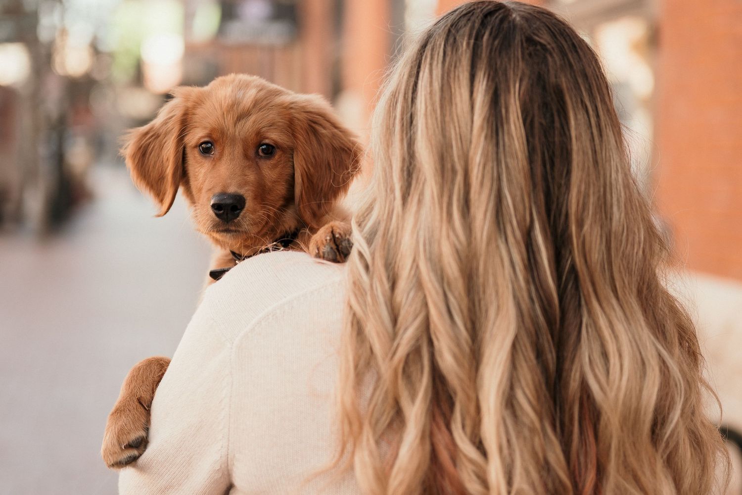 Photos with a puppy in Boise, idaho
