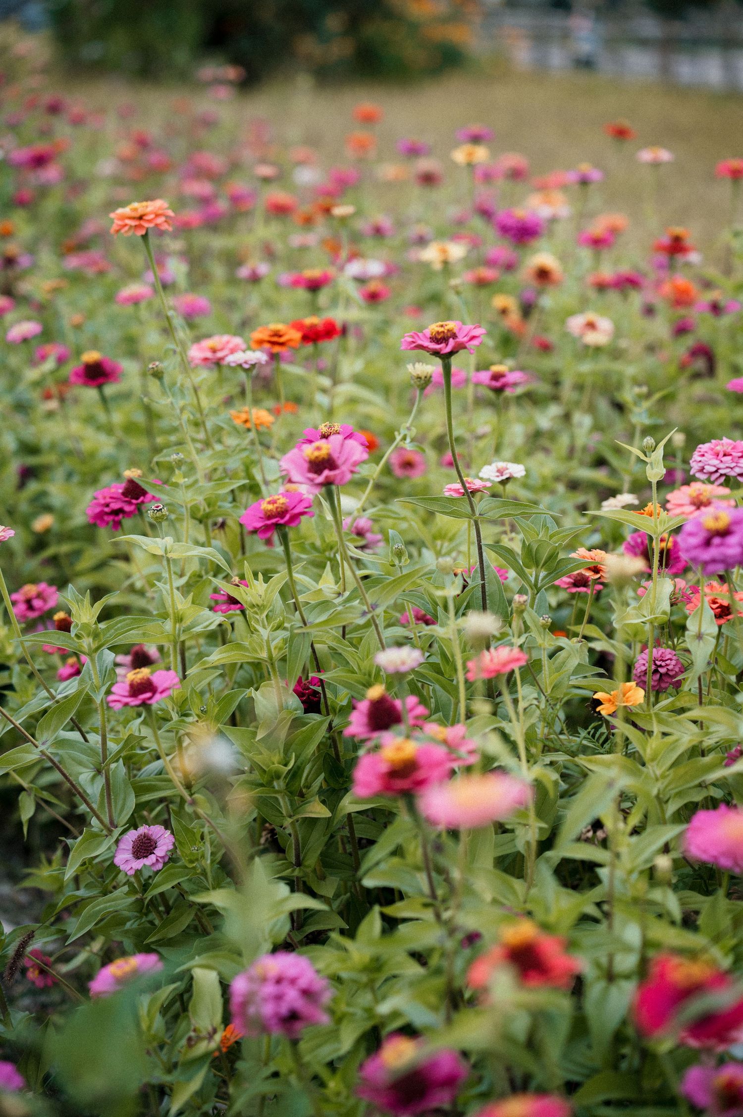 flowers at a flower farm in eagle, idaho