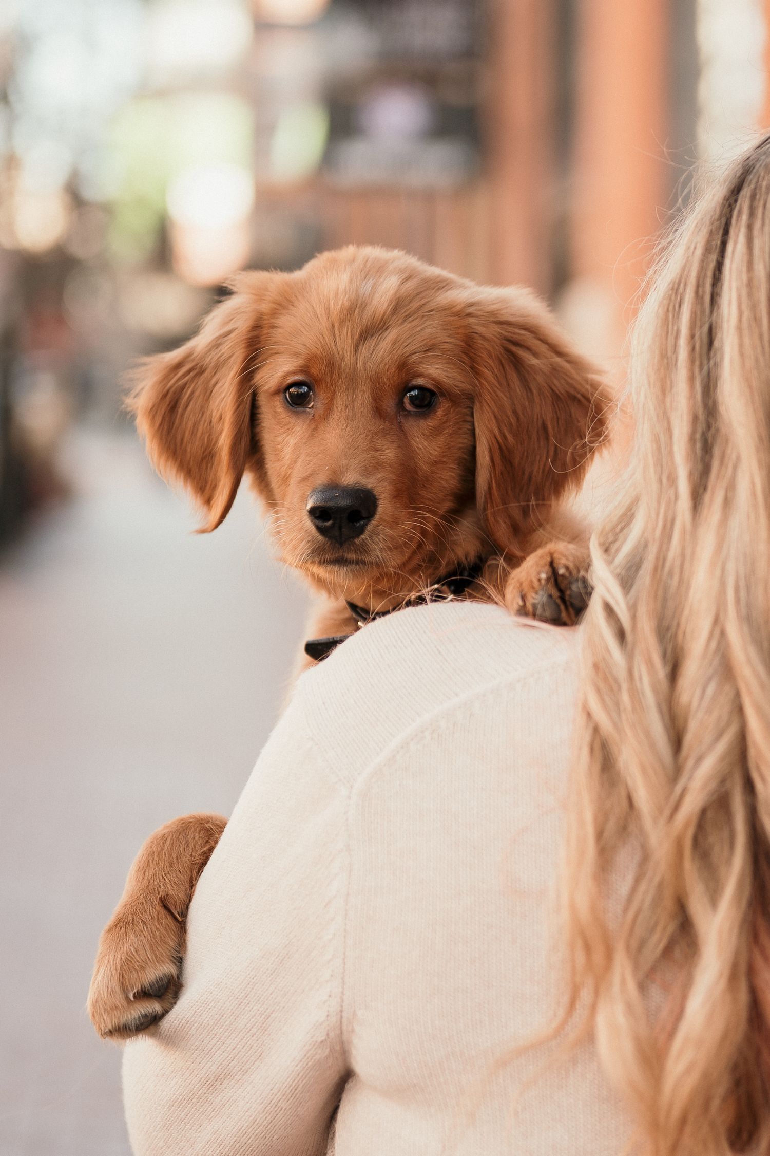 Photos with a puppy in Boise, idaho