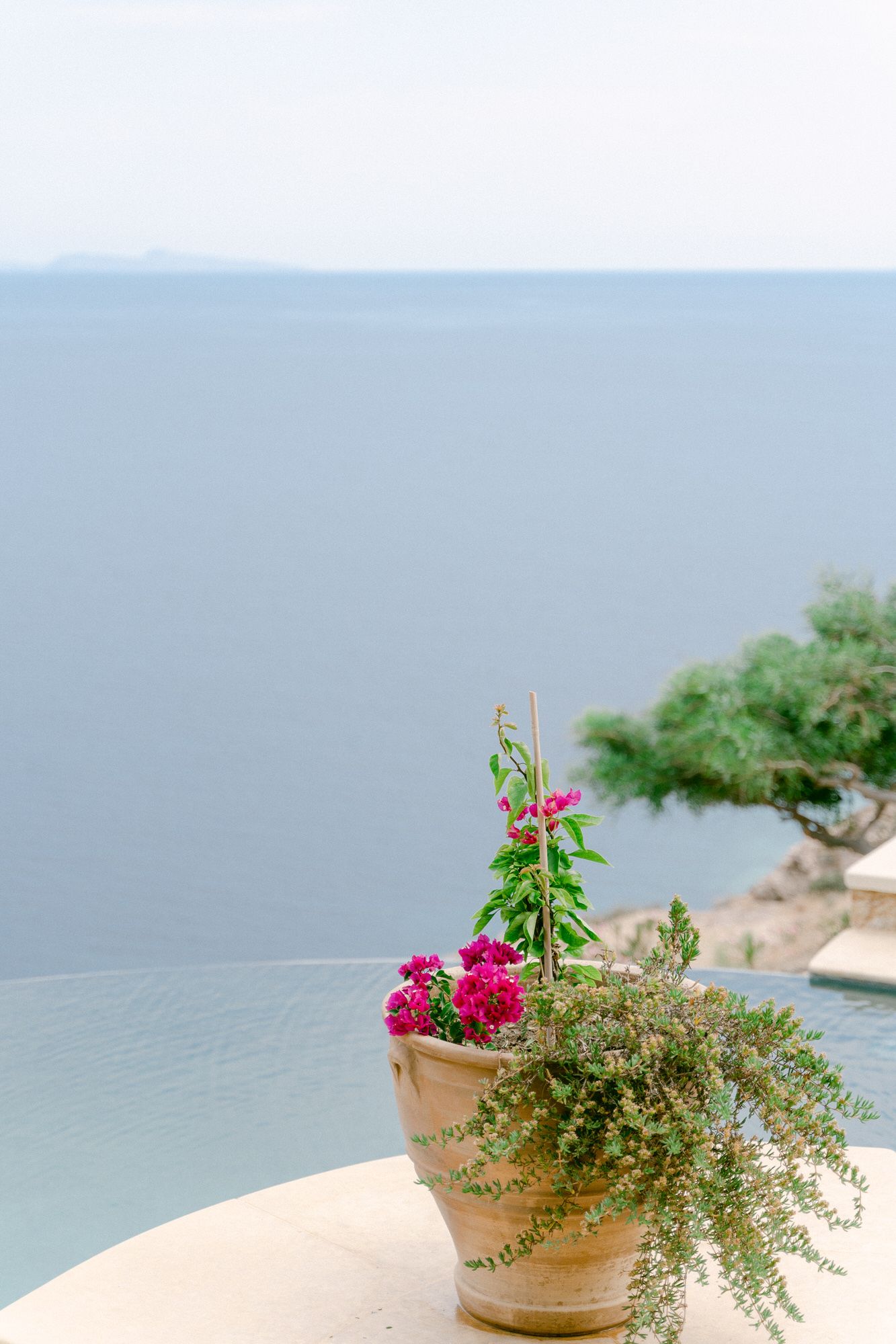Pink flowers bloom in a terracotta pot against a serene ocean backdrop.