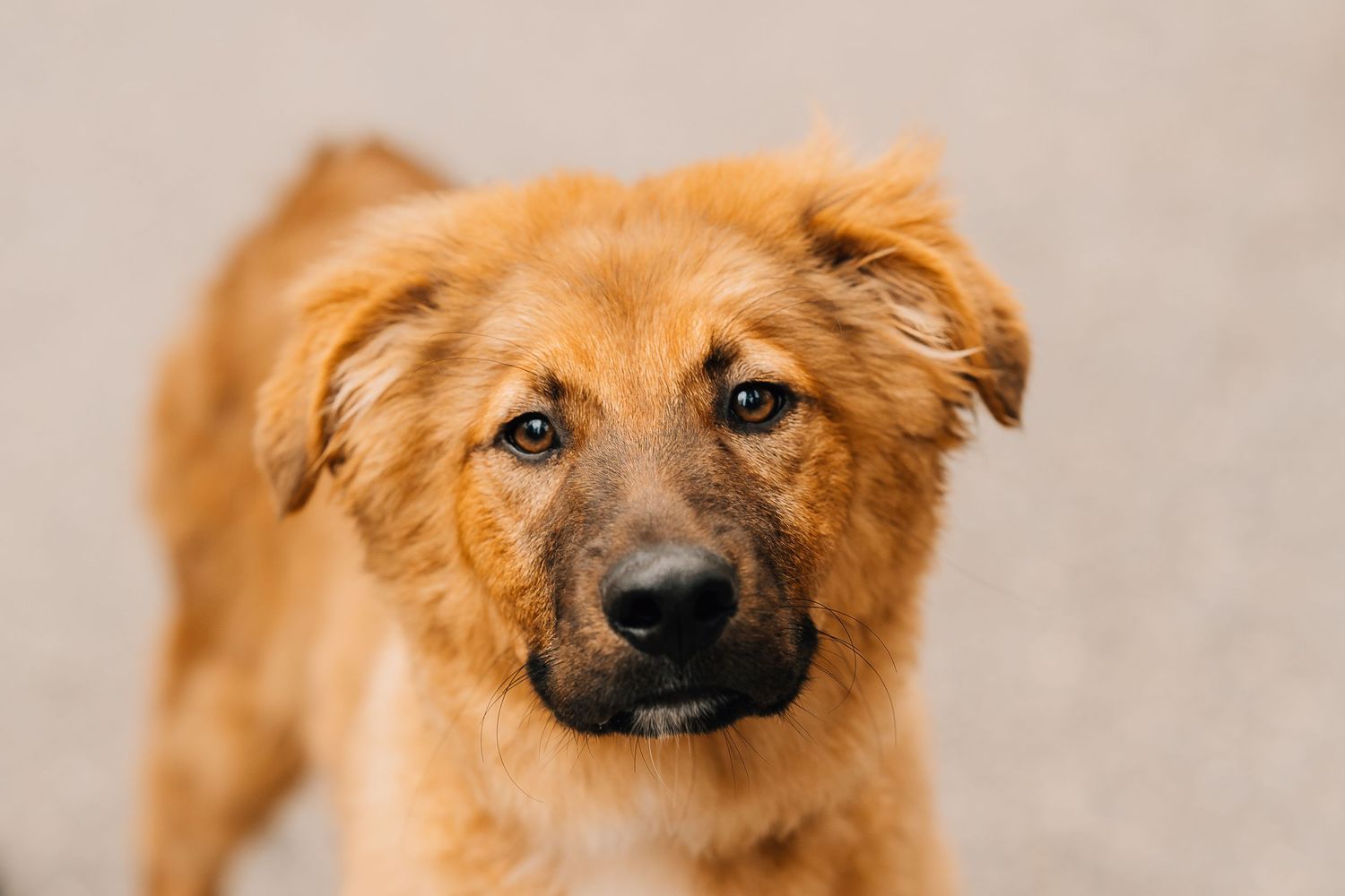Adorable golden-brown puppy with soft fluffy fur and dark eyes looking directly at camera against gray background.