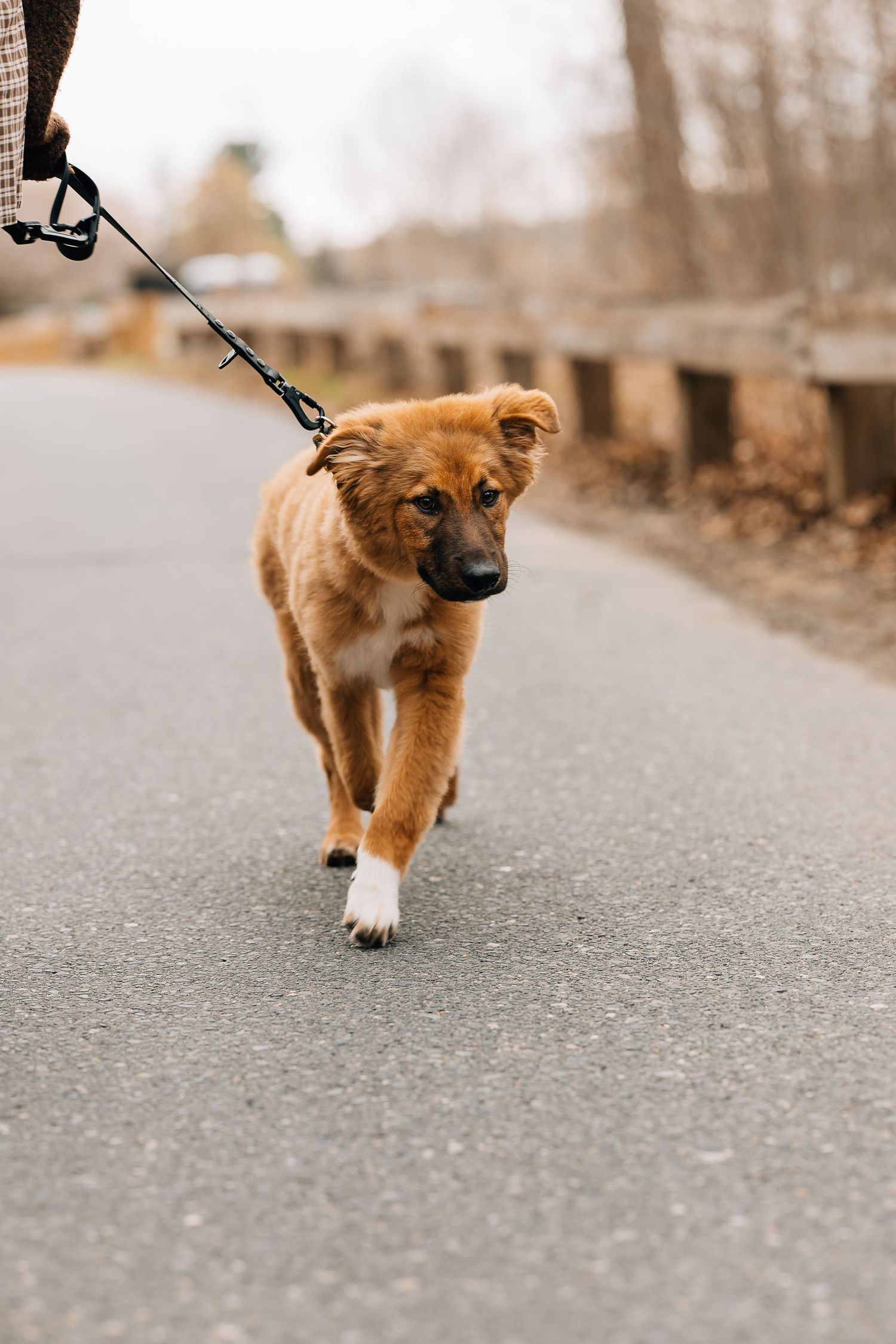 A fluffy golden-brown puppy on a leash walks along a paved path outdoors during a cloudy day.