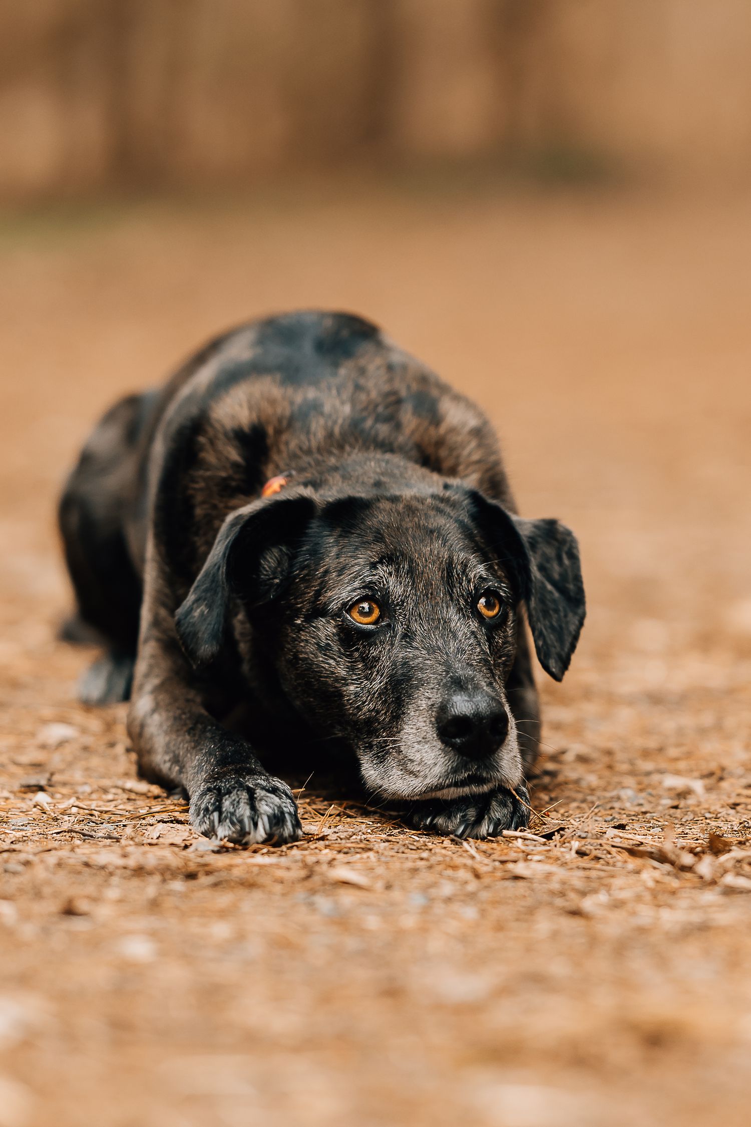 A dark brindle dog lies low on sandy ground, gazing forward with amber eyes in a submissive pose.