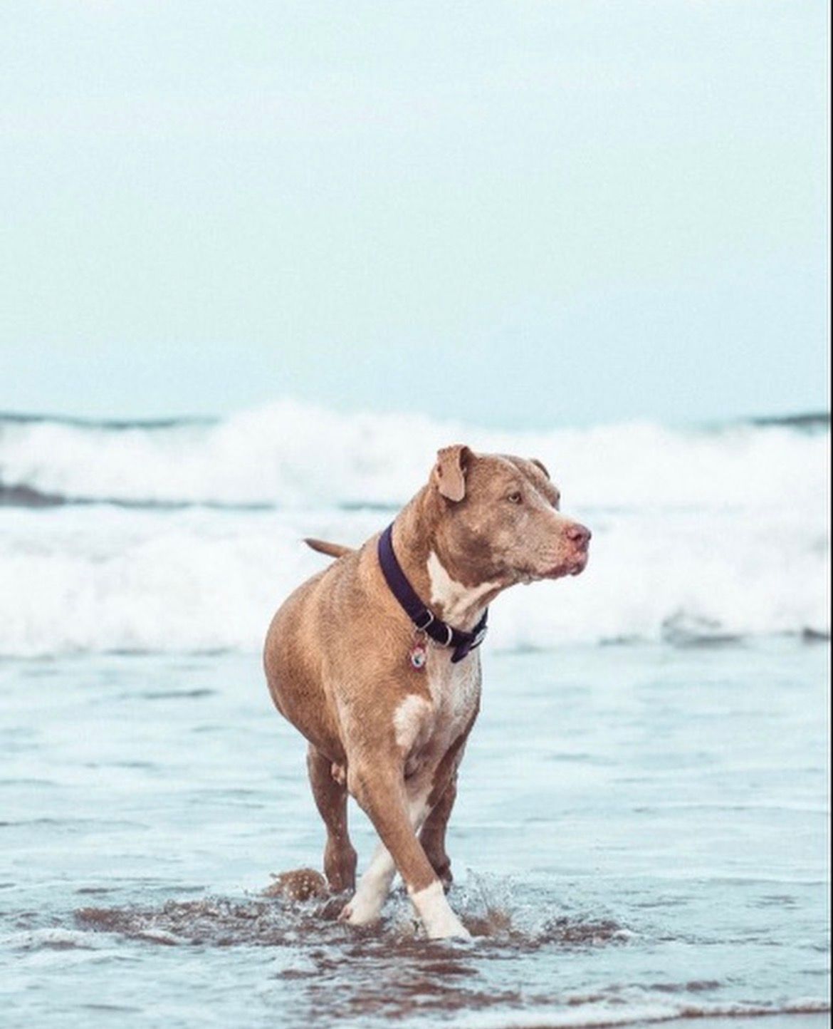 Happy dog playing in ocean waves on sunny beach day.