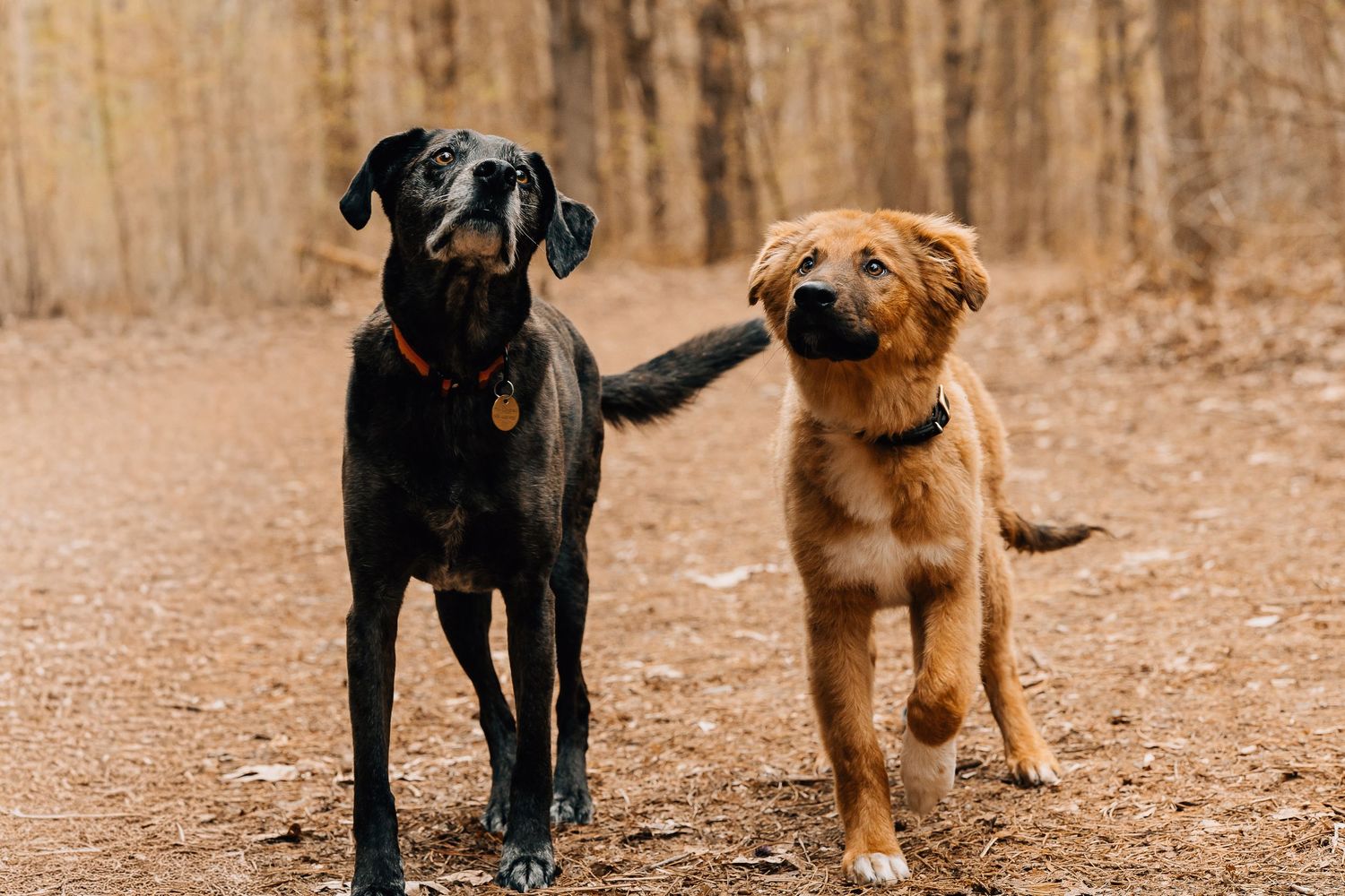 Two dogs, a black Labrador and a golden brown puppy, stand together on a forest trail, with the puppy resting its paw on the Lab.
