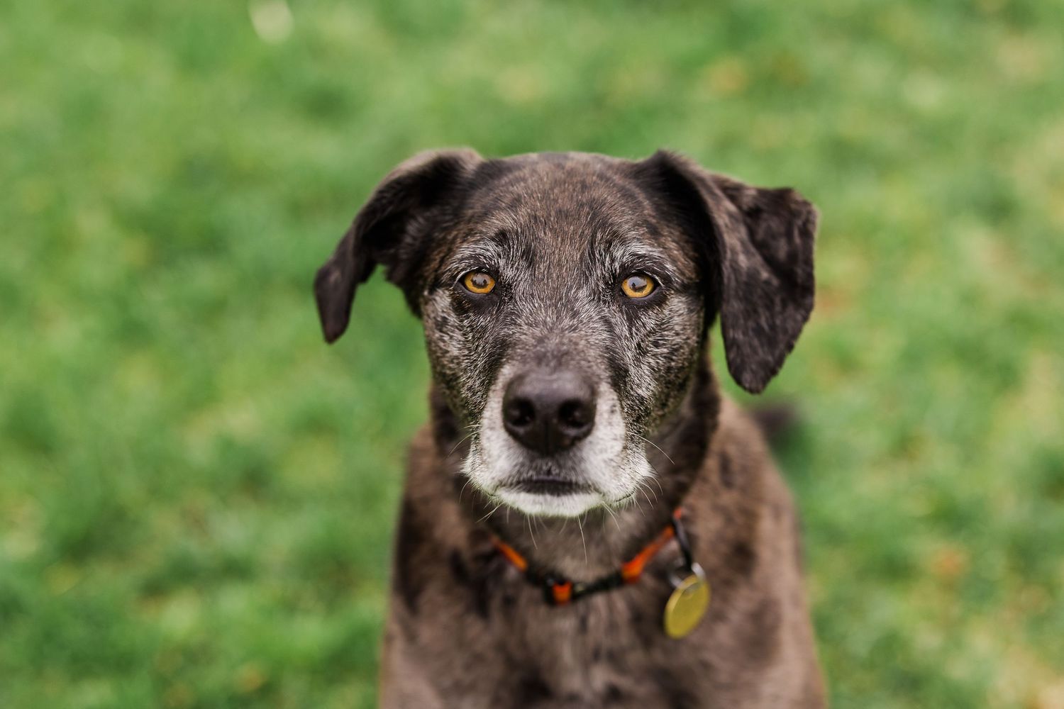 A brindle senior dog with amber eyes and orange collar sits attentively on green grass in an outdoor portrait.