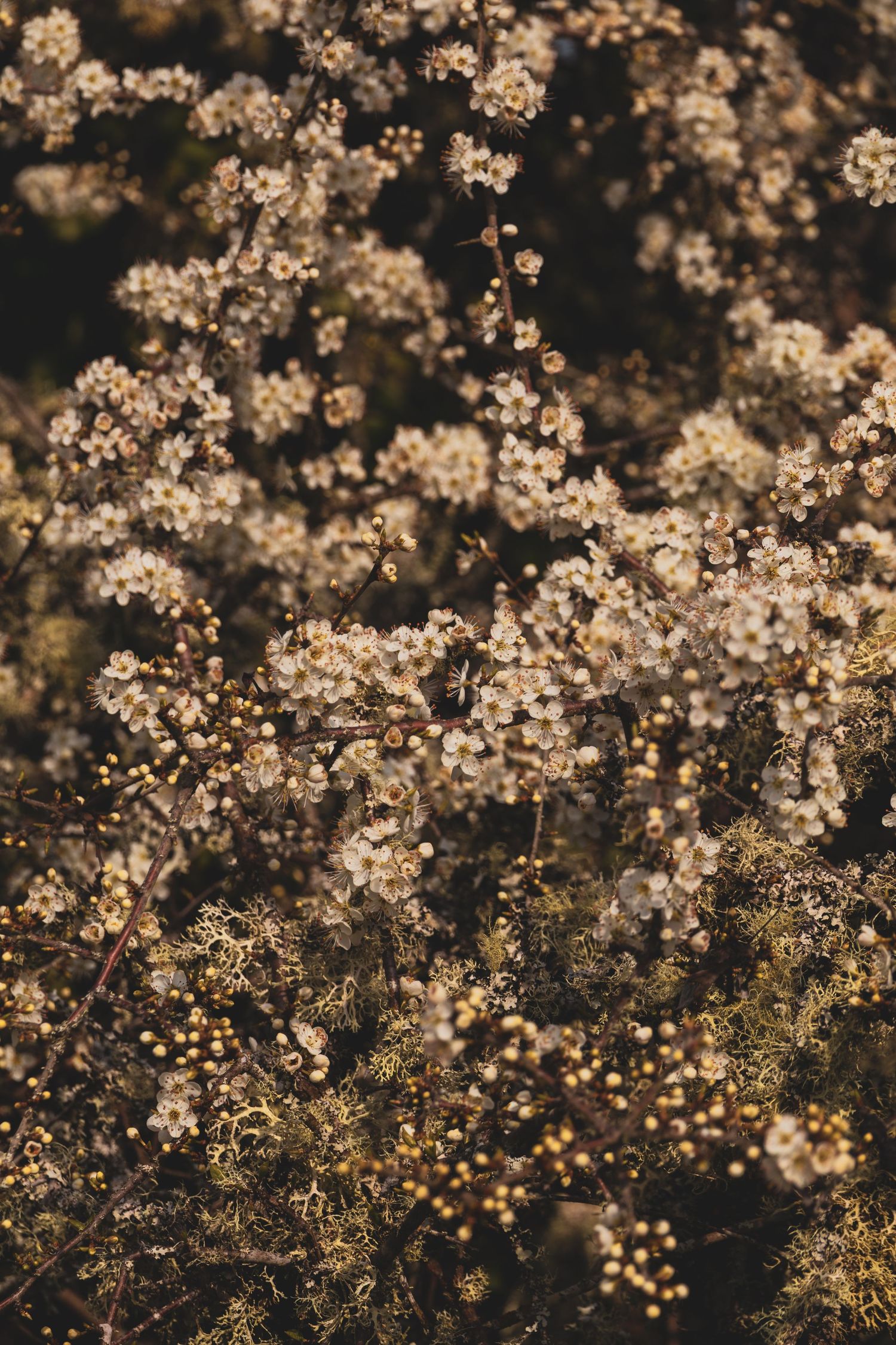 Close-up of delicate white wildflowers blooming on dark branches in warm golden light.