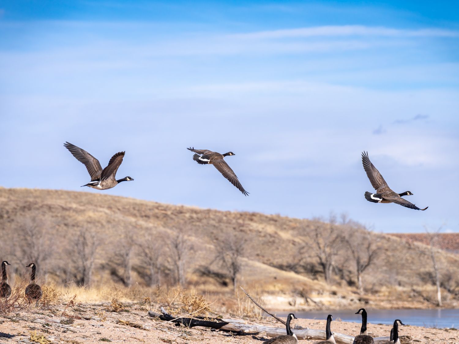 Birds in flight over desert landscape with mountains in background.