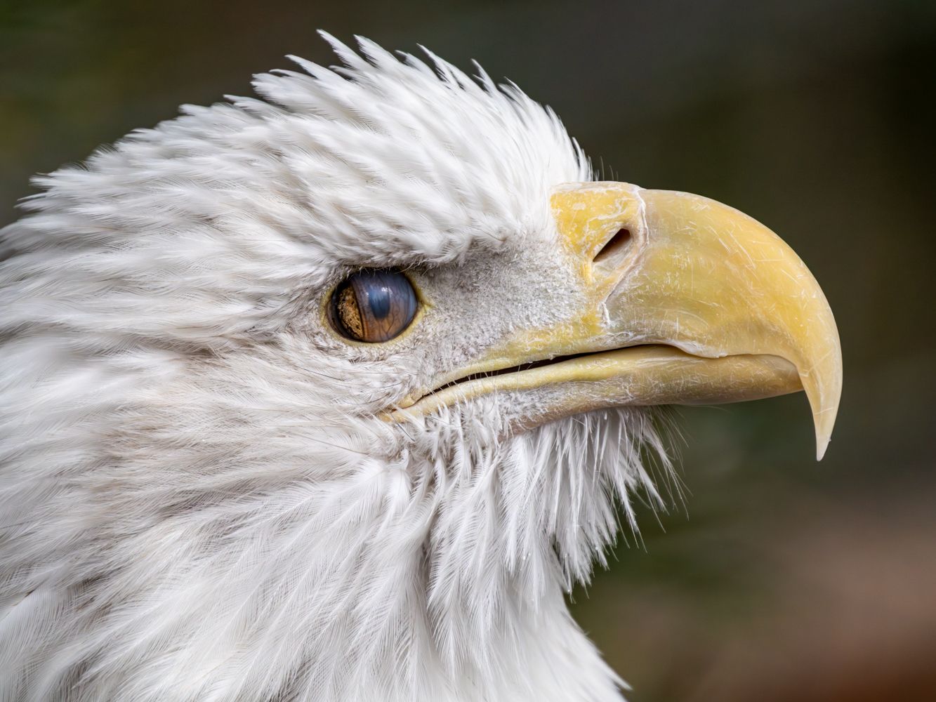 Profile view of bald eagle showing distinctive white feathers and hooked beak.