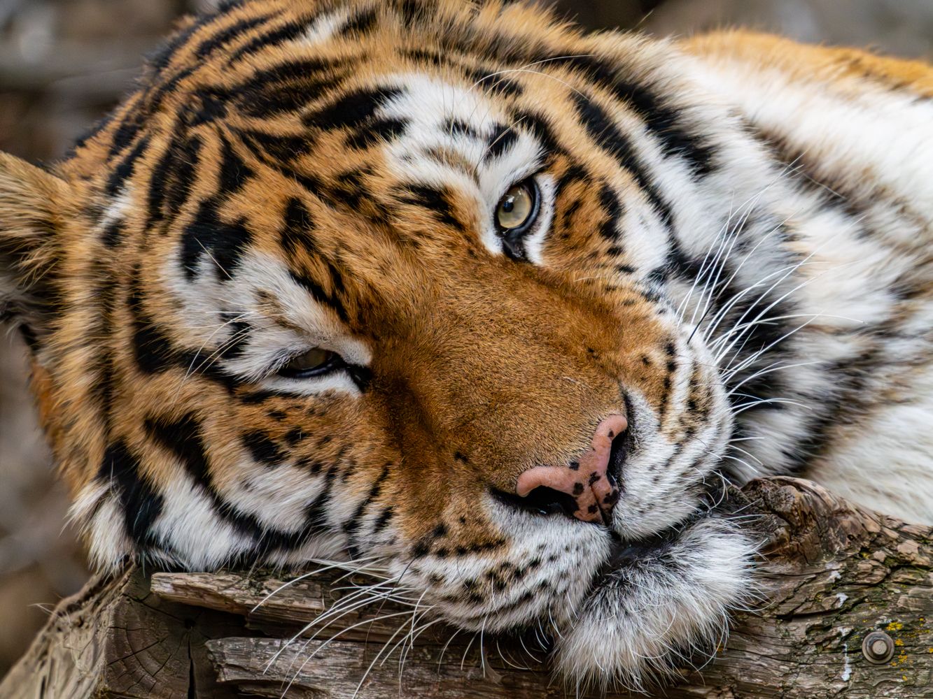 Tiger's face in extreme close-up showing intricate fur patterns and whiskers.
