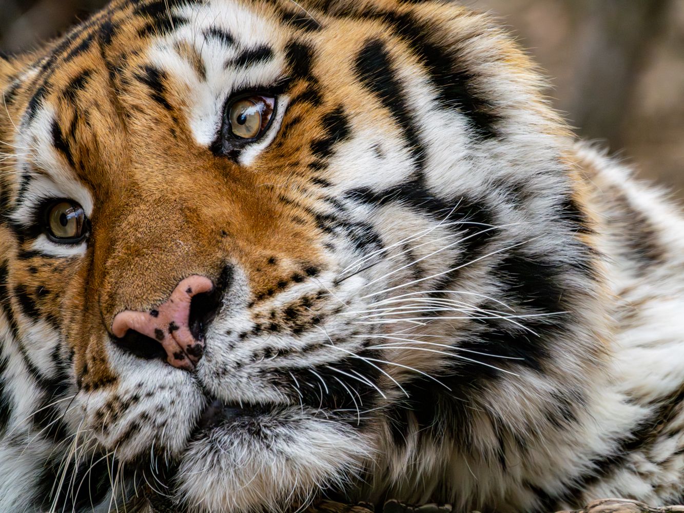 Close up of majestic tiger face showing detailed stripes and piercing blue eyes.