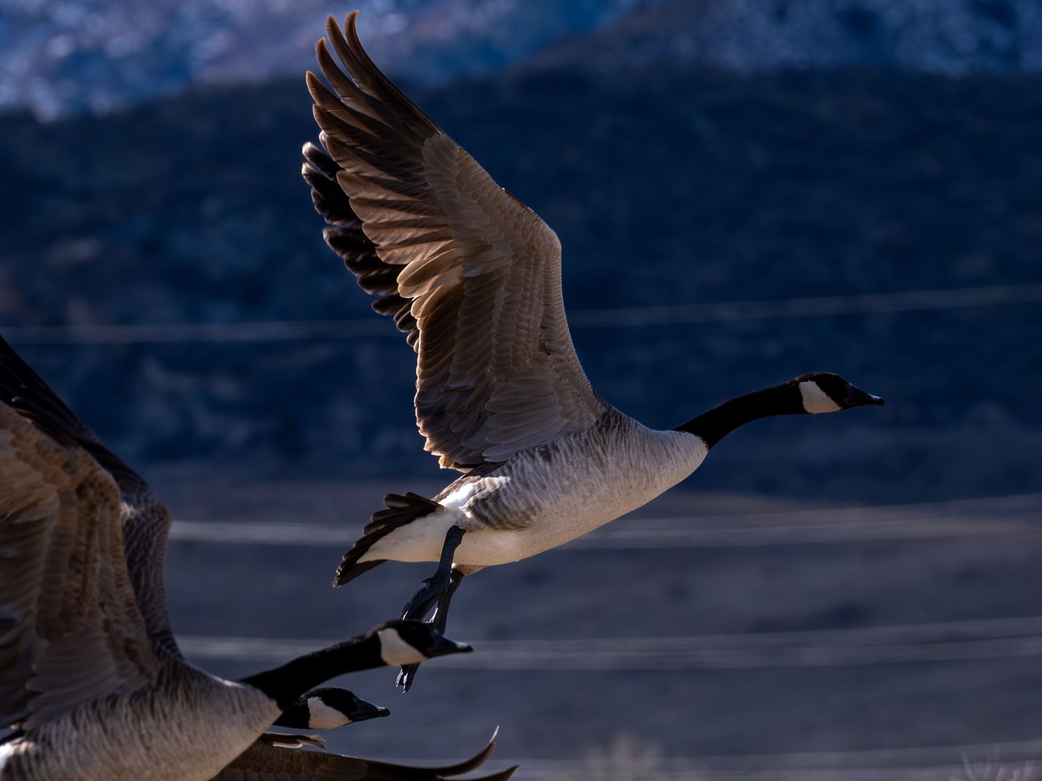 Silhouettes of geese flying against dark mountain backdrop at dusk.
