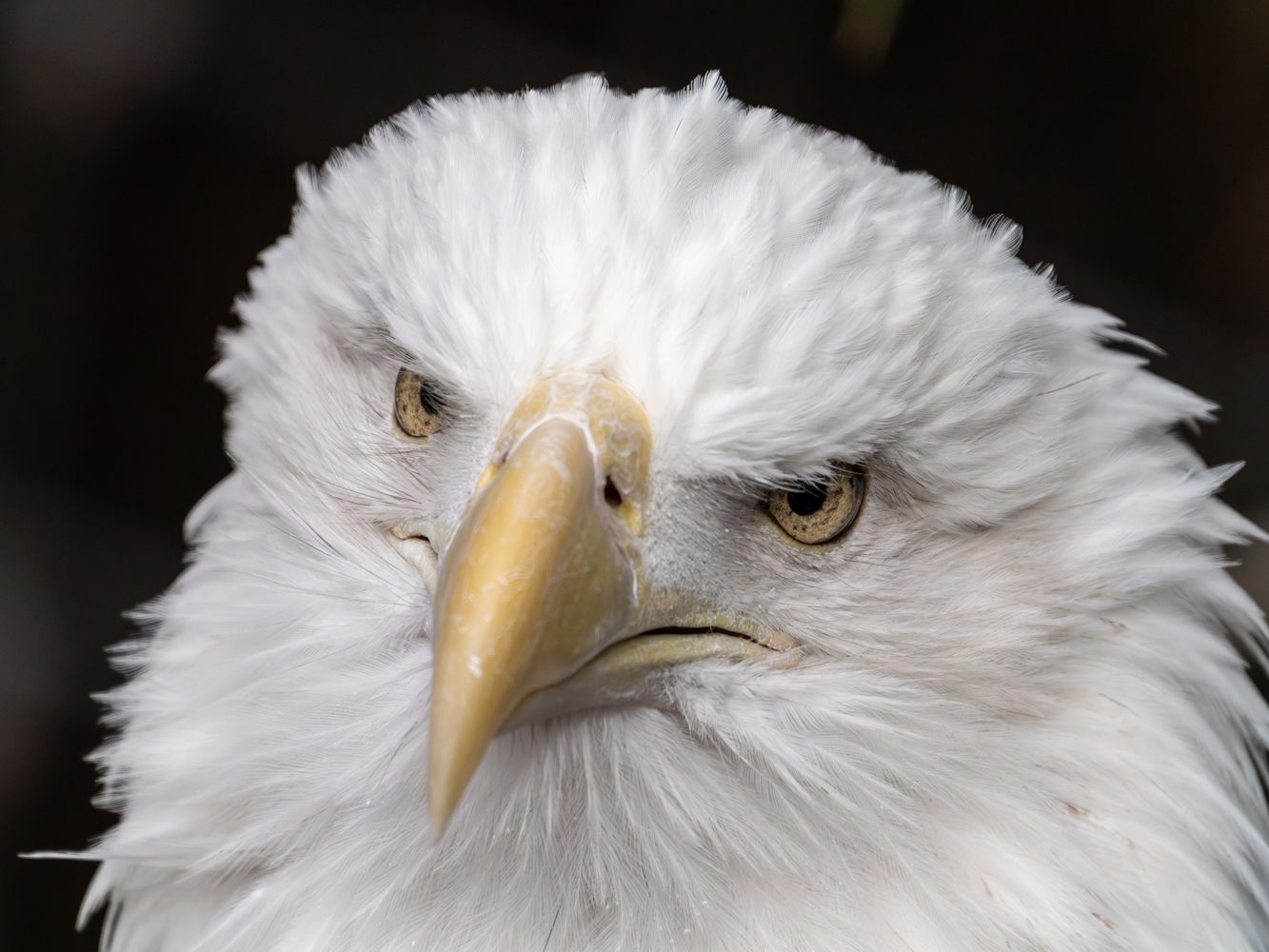 Bald eagle's fierce eyes and curved beak shown in dramatic close-up portrait.