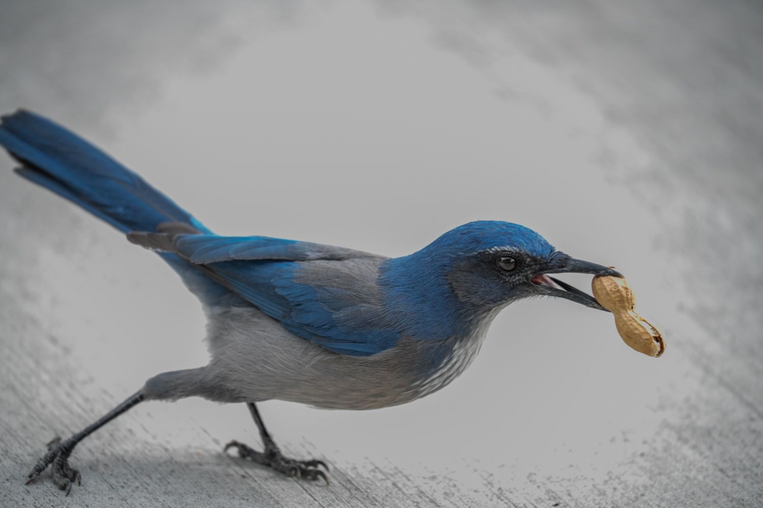 Blue bird catching small insect or food item in its beak.