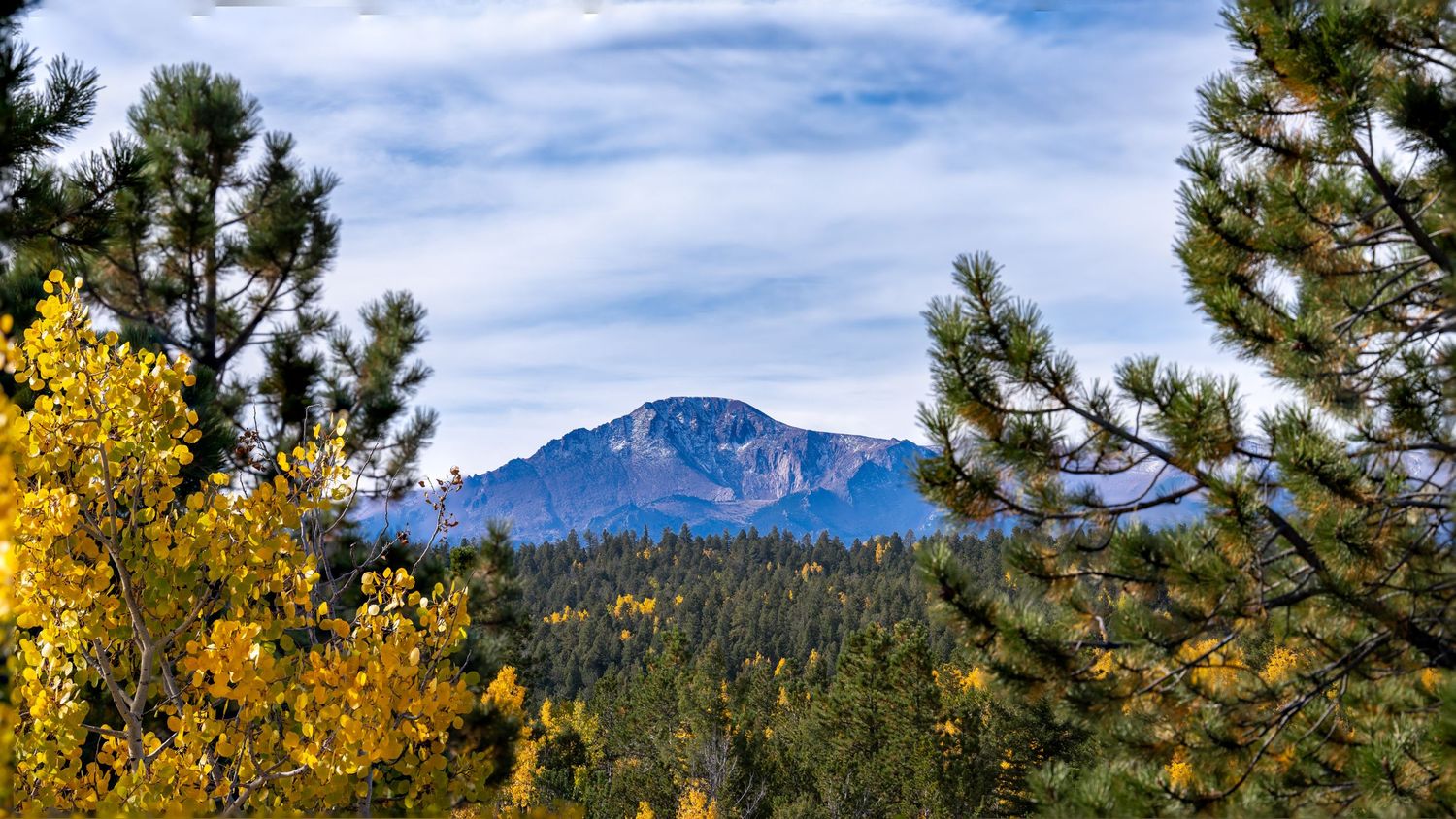 Mountain vista with autumn yellow aspens and evergreen trees against blue sky.