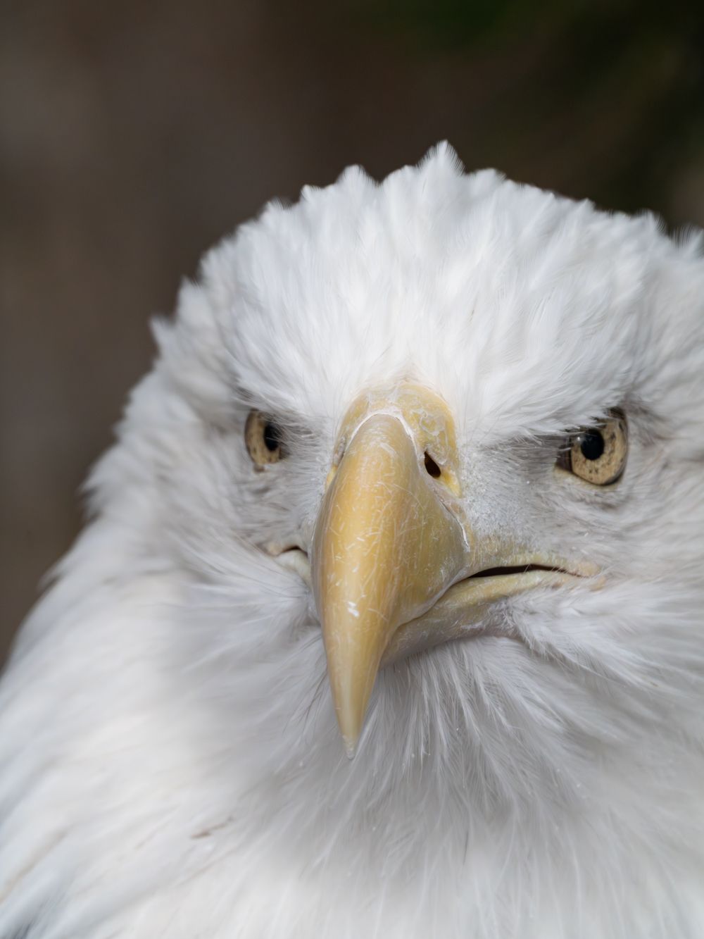 Majestic bald eagle head with white feathers and yellow beak in detailed close-up.